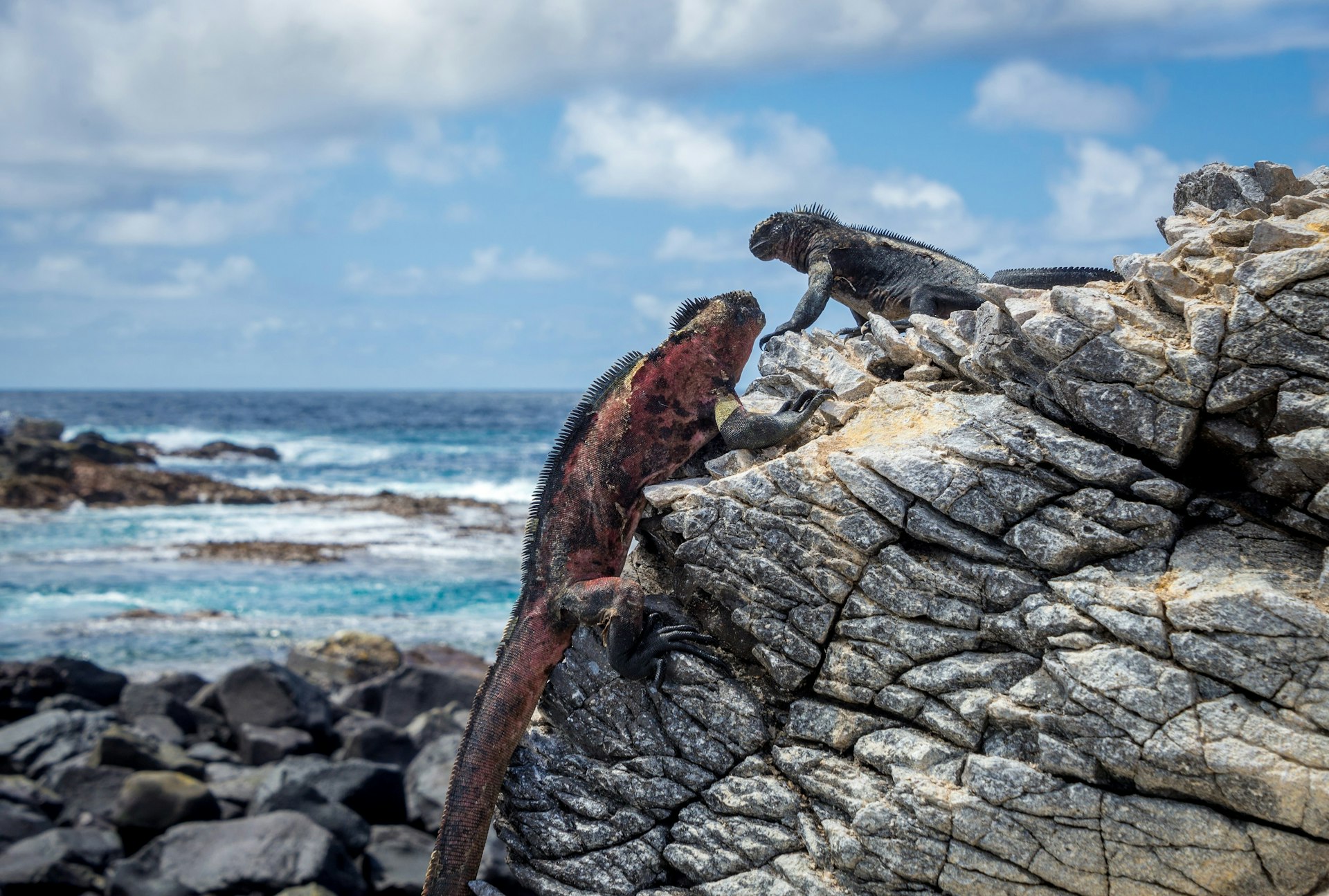 Two marine iguana stand on a rock near the sea