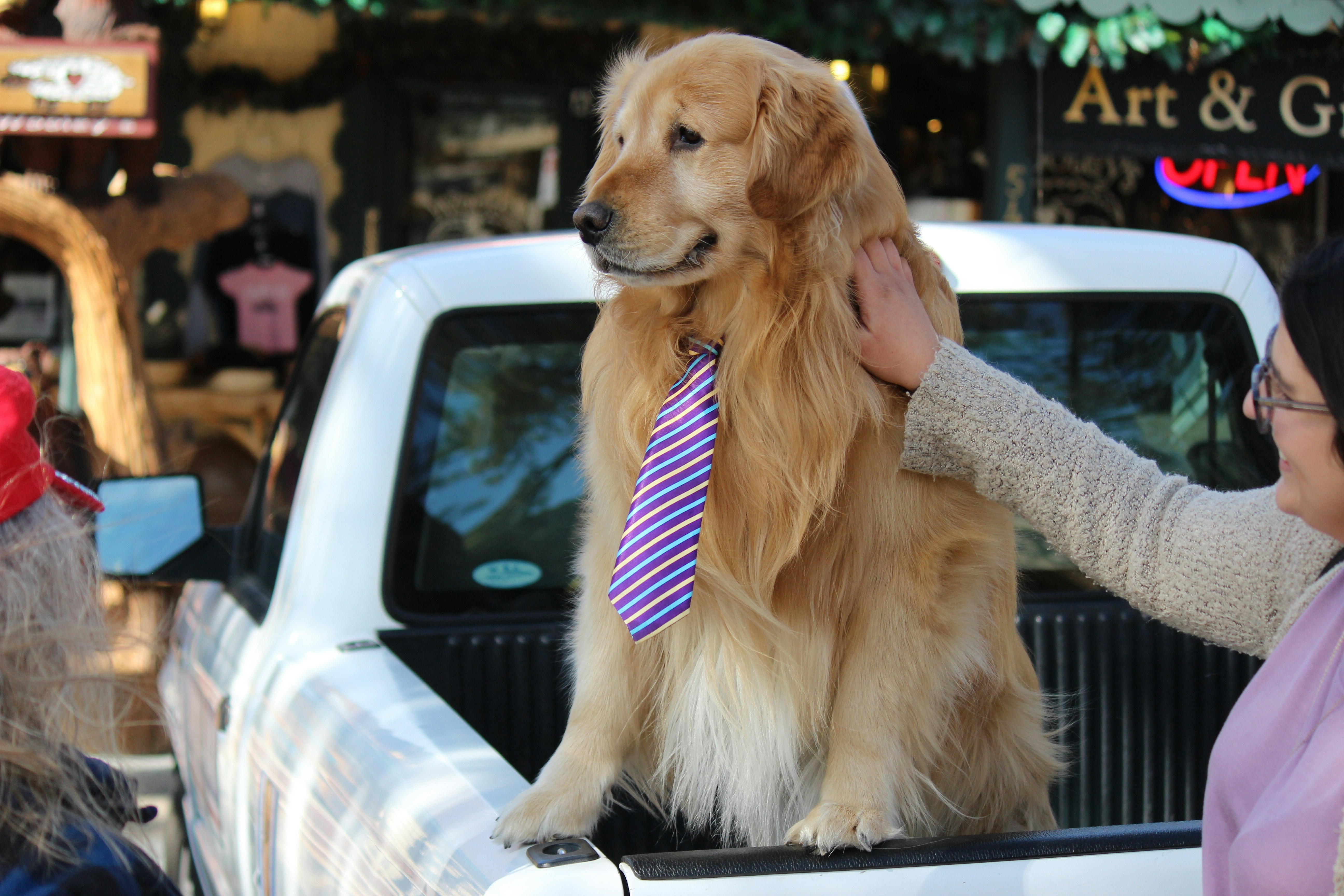 A golden retreiver with a tie around his neck poses for a photo