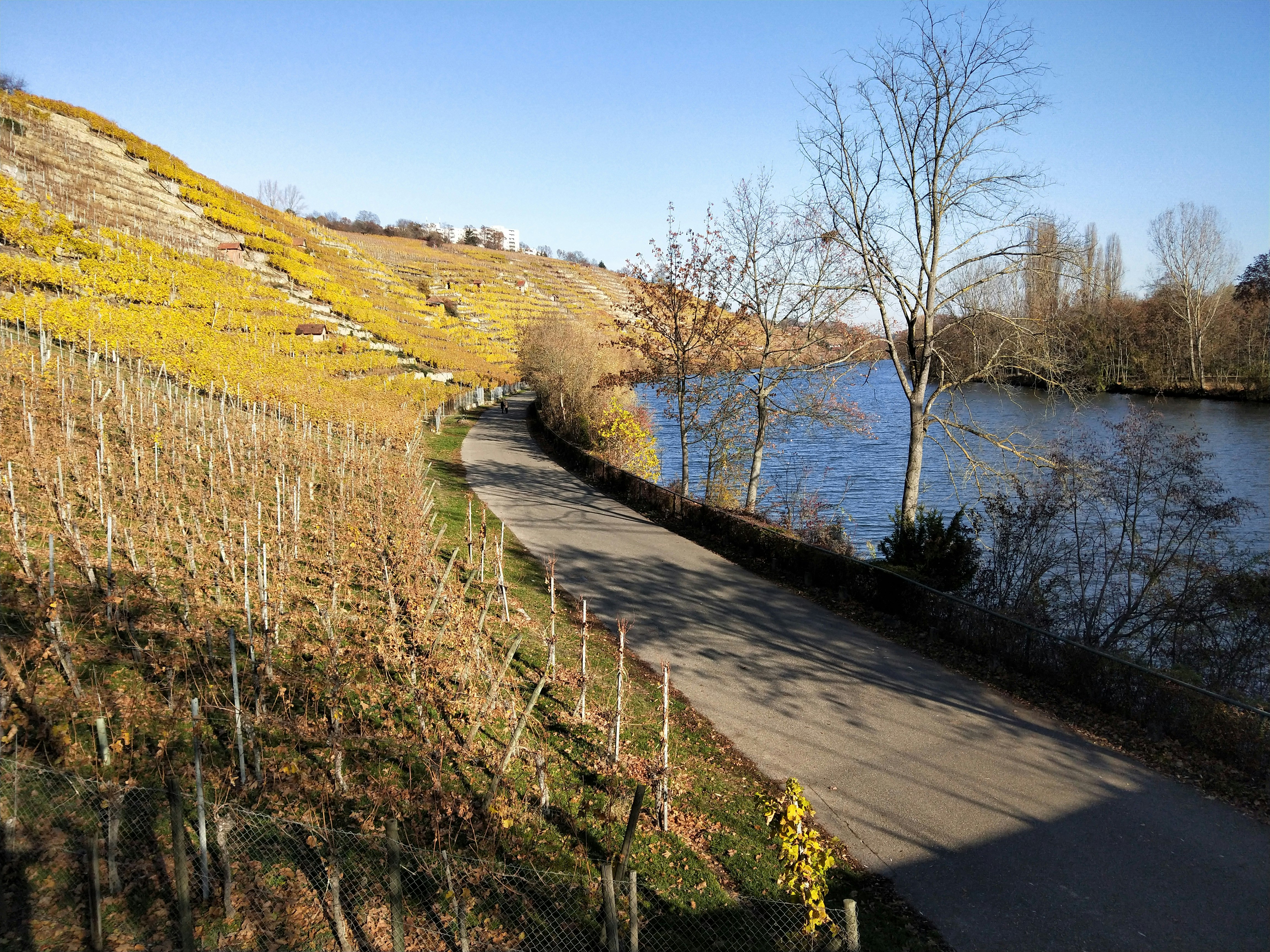A well-kept path curves along a narrow part of a lake in autumn. To the left is a slope that has some bare vines, and others whose leaves have turned yellow.