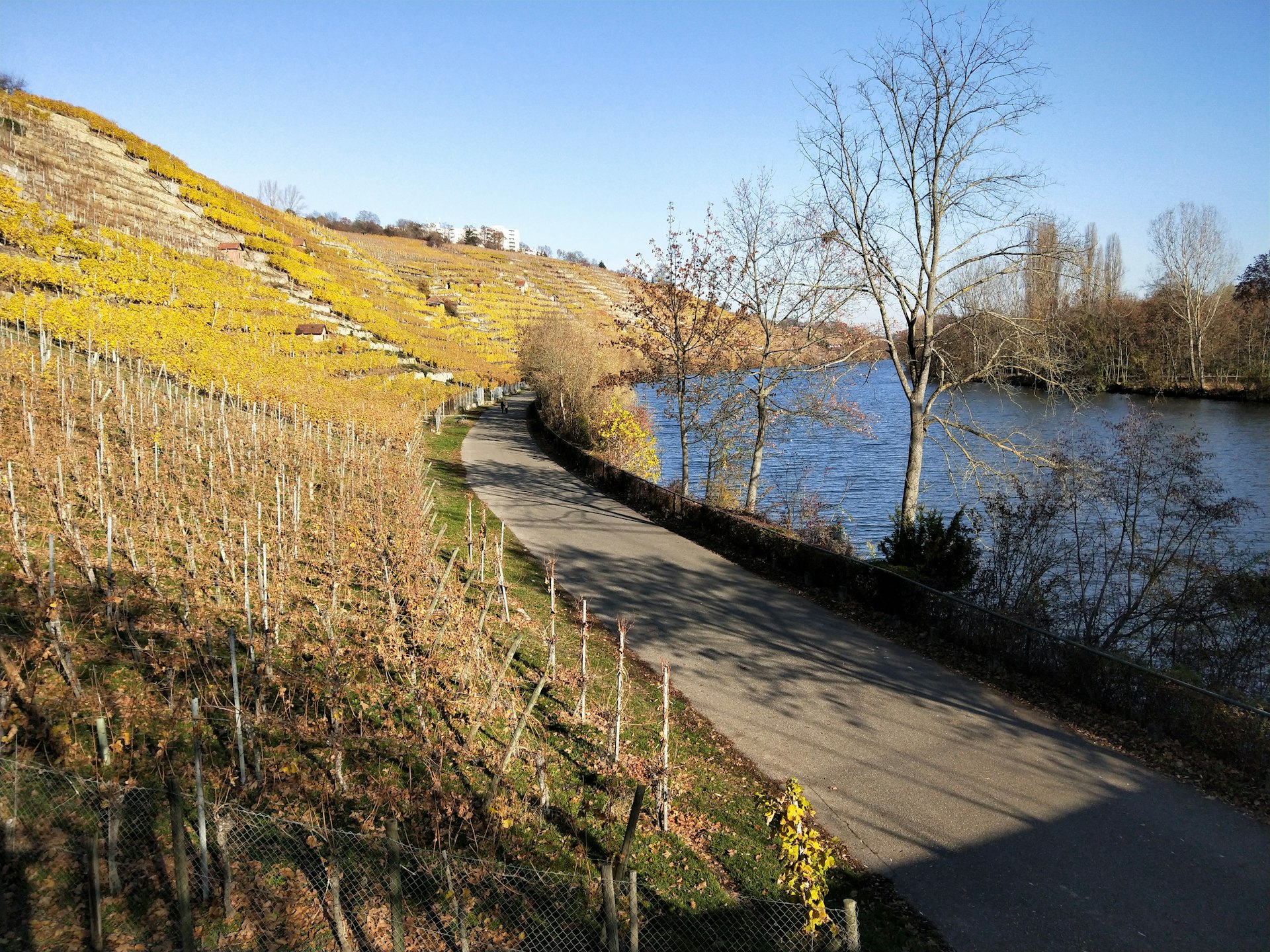 A well-kept path curves along a narrow part of a lake in autumn. To the left is a slope that has some bare vines, and others whose leaves have turned yellow.