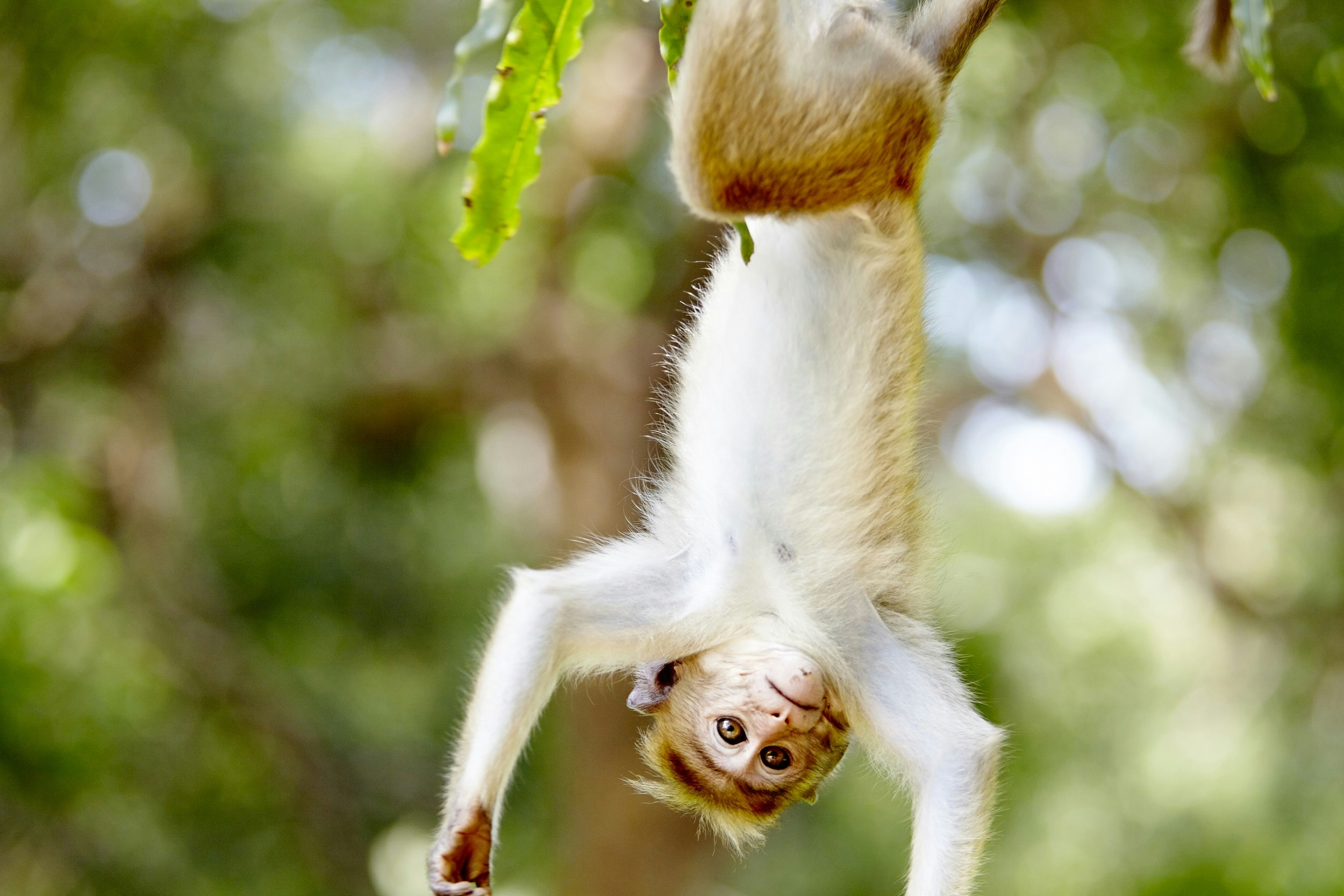 A young macaque monkey hanging upside down in dense vegetation.