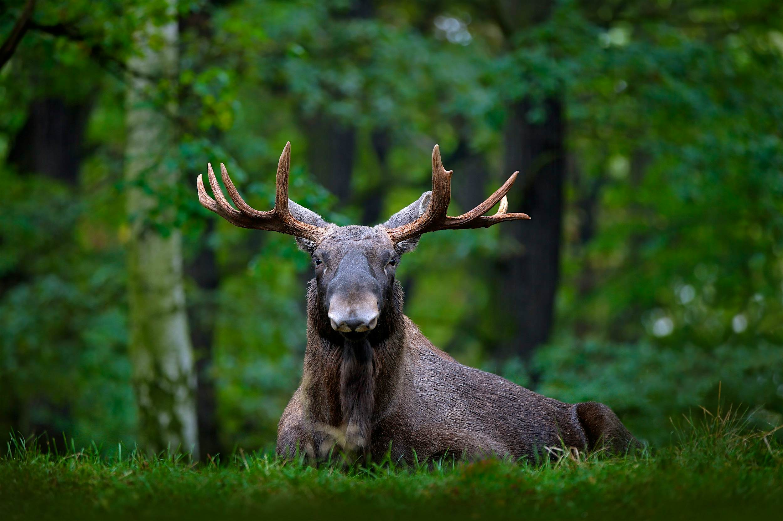 moose safari sweden