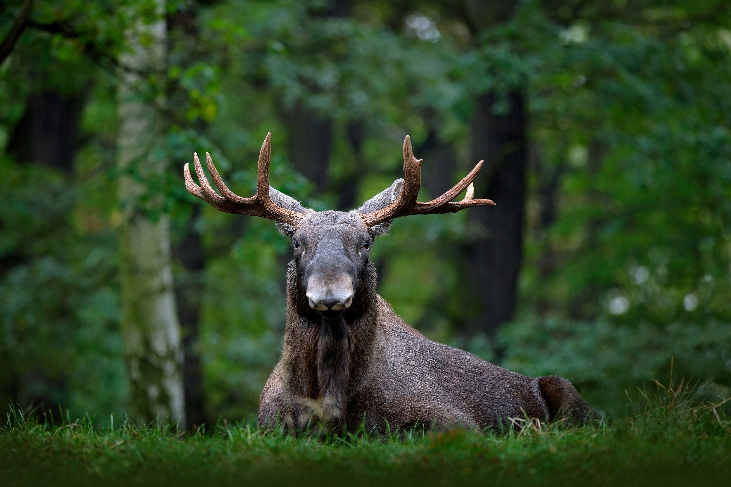 A moose lays on the ground with its head up, facing the camera; its antlers stand out against the forest background.
