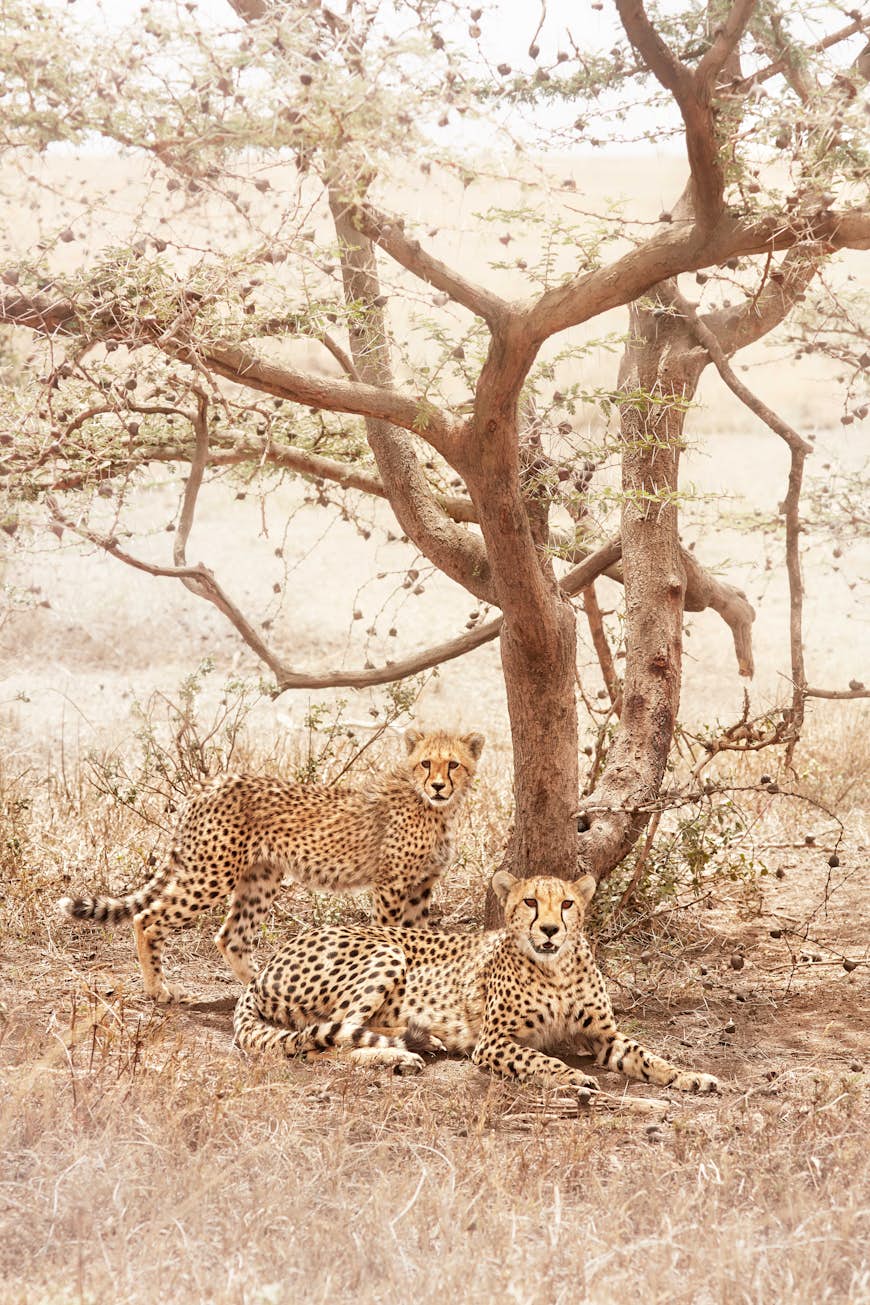 One cheetah standing, another lying, in front of a twisted acacia tree; the cats blend in well and are hard to see.