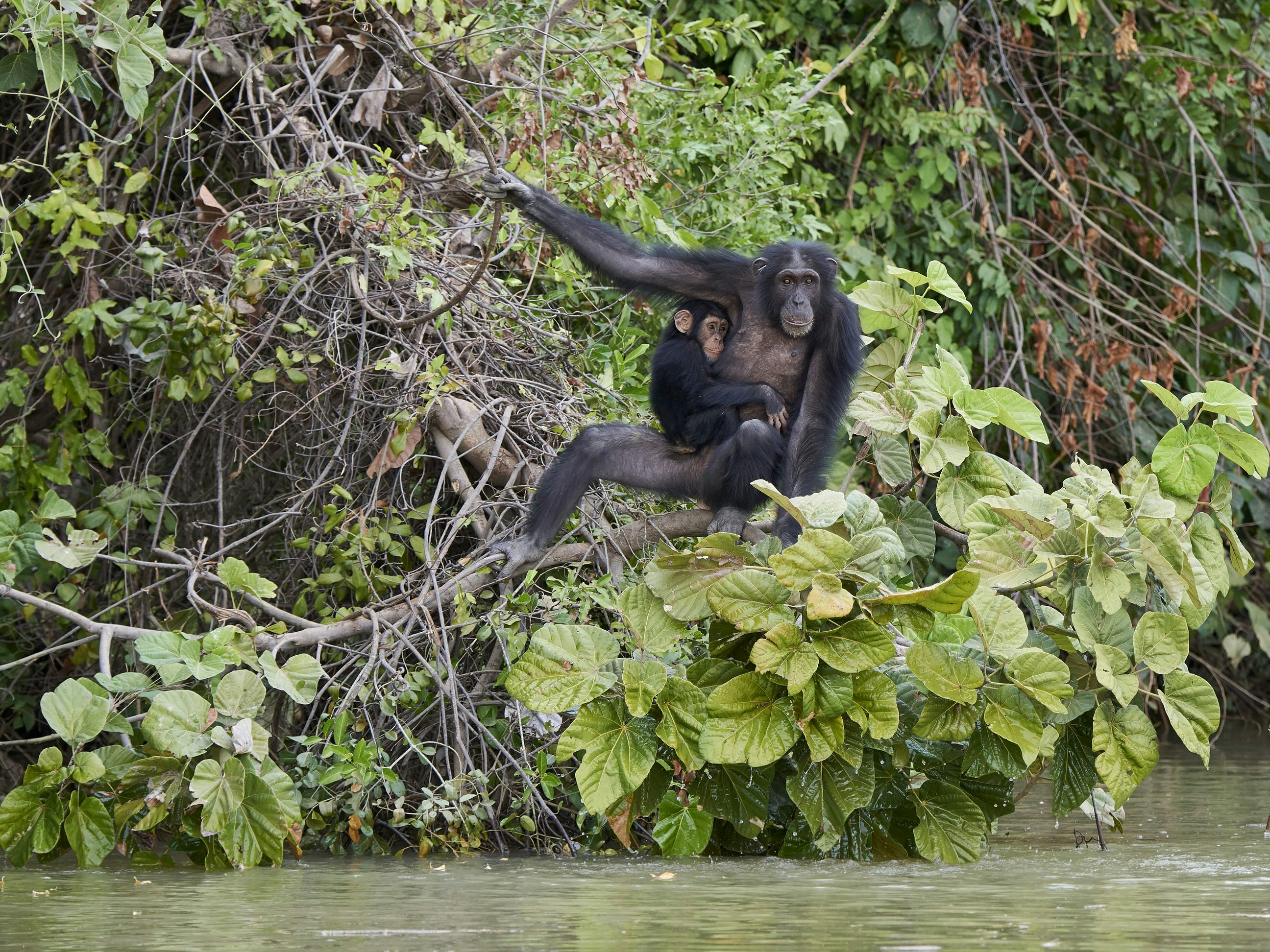 A large female chimp, with a baby clinging to her side, squats on a branch extending over the water; one of her arms extends up to a vine, on which she is holding.