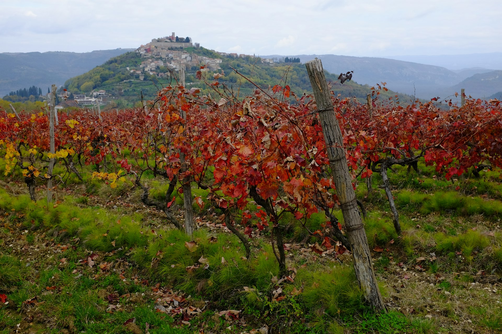 Red autumn leaves drape the grape vines in this vineyard on a hillside in view of Motovun, Croatia, perched on a taller hill in the background surrounded by taller hills and mountains in the far distance
