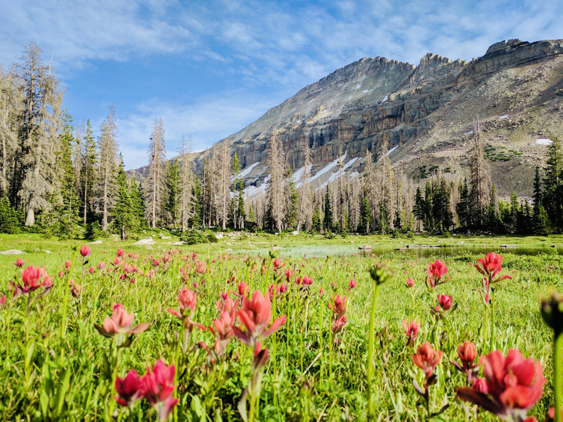 Red wildflowers in a green field, with a mountain and tall trees in the background