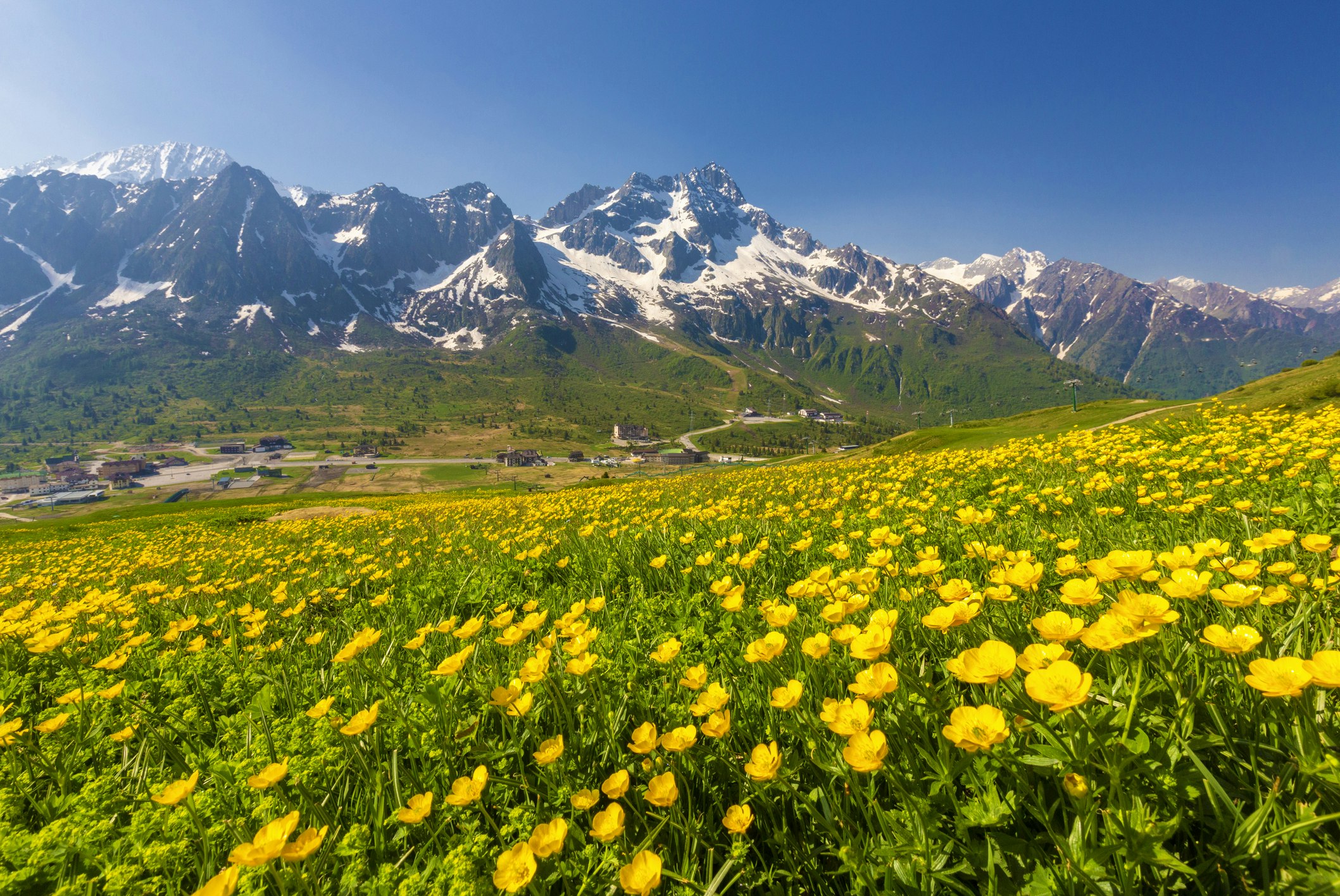 A mountain valley dotted with yellow flowers