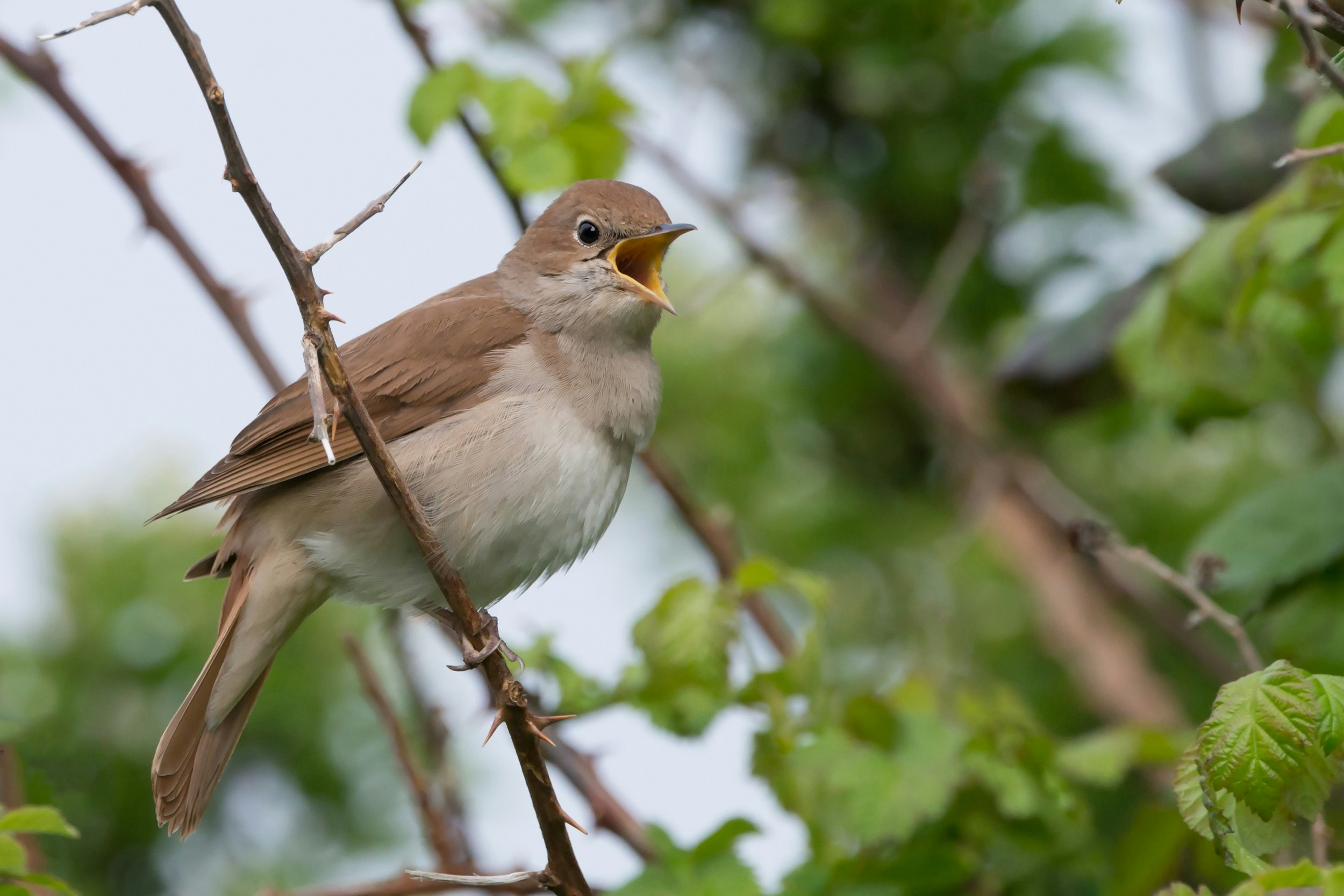 A close-up shot of a small bird with a brown back and lighter brown chest singing in a tree.