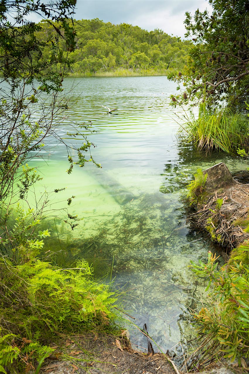Blue Lake, North Stradbroke Island The shoreline of Blue Lake on North Stradbroke Island; the lake is lined with bright green ferns and trees.