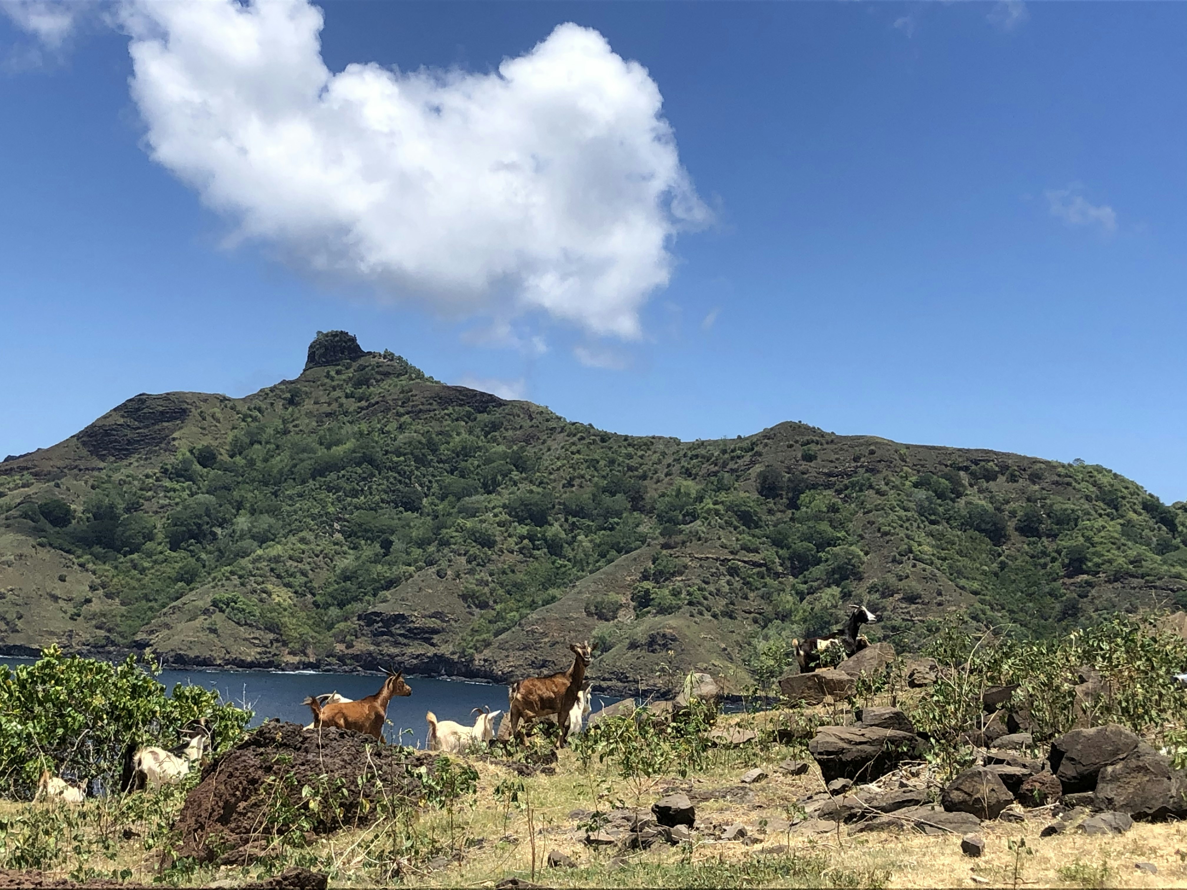 Goats roam freely in the hills of Nuku Hiva