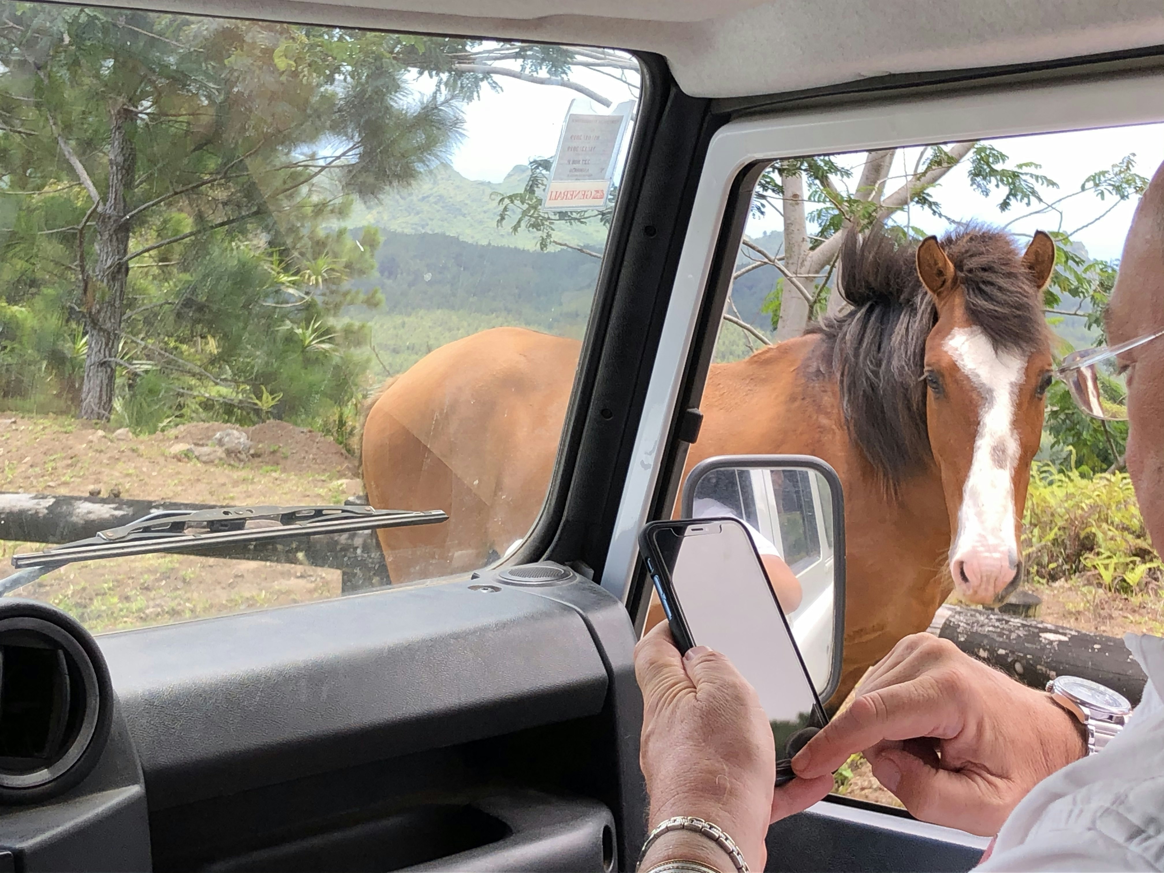 Wild horses gather next to the open window of a car in Nuku Hiva