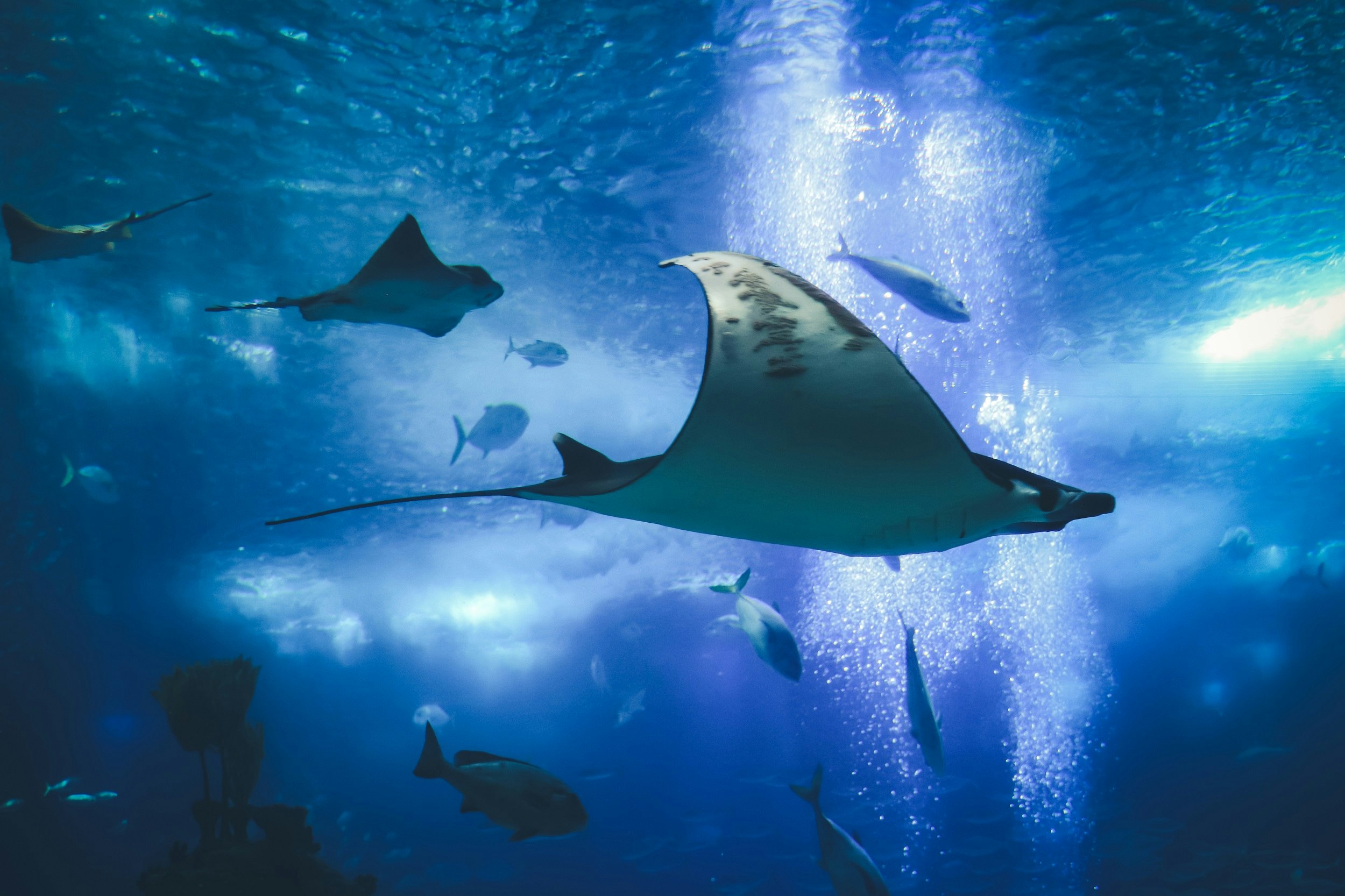 Huge manta rays swim from left to right in an oceanarium. 