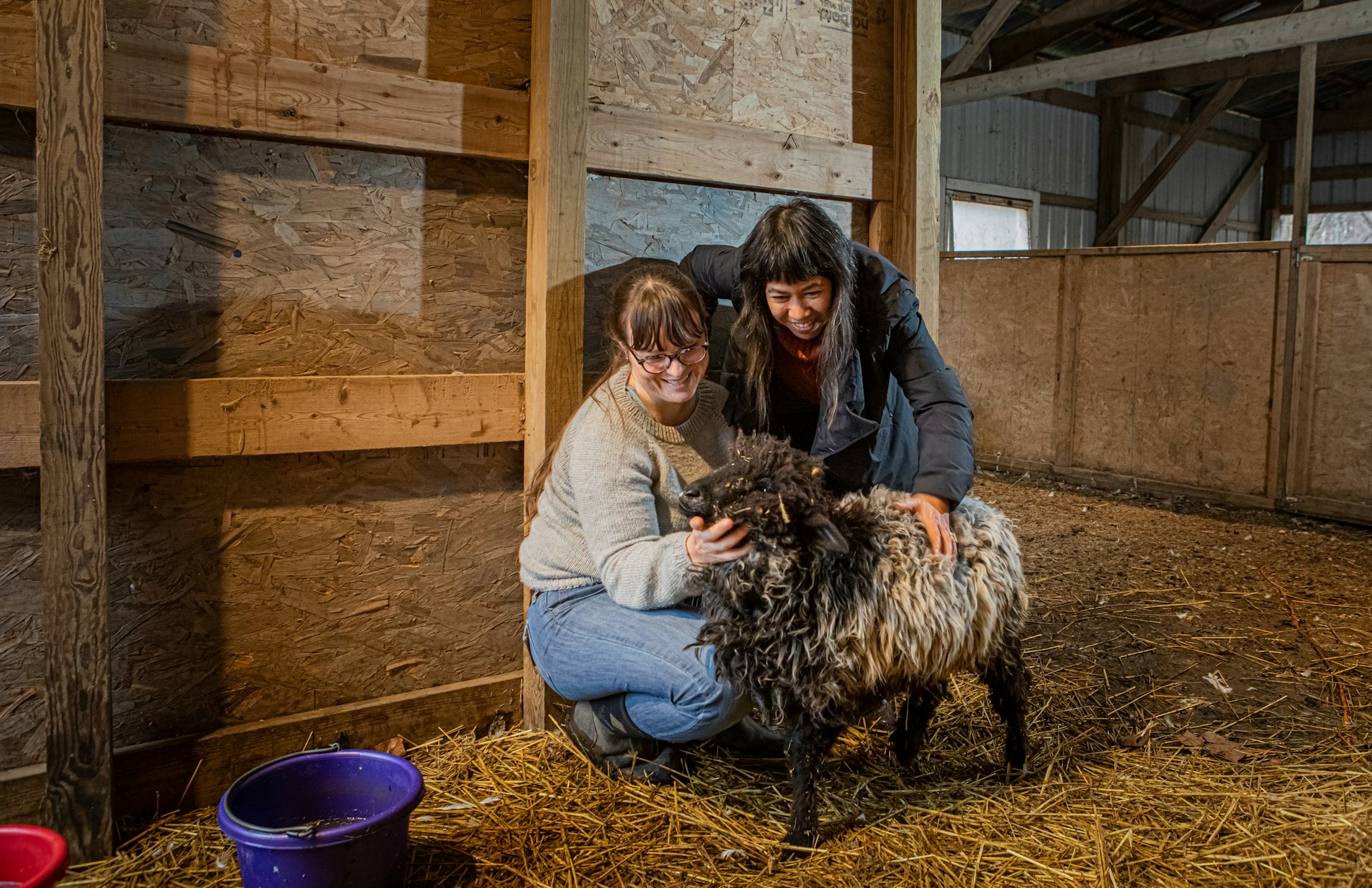 Rachel Naijar and Celeste Malvar Stewart pet a black and white sheep in the barn at Fairie Haven Farm, where the ground is strewn with hay
