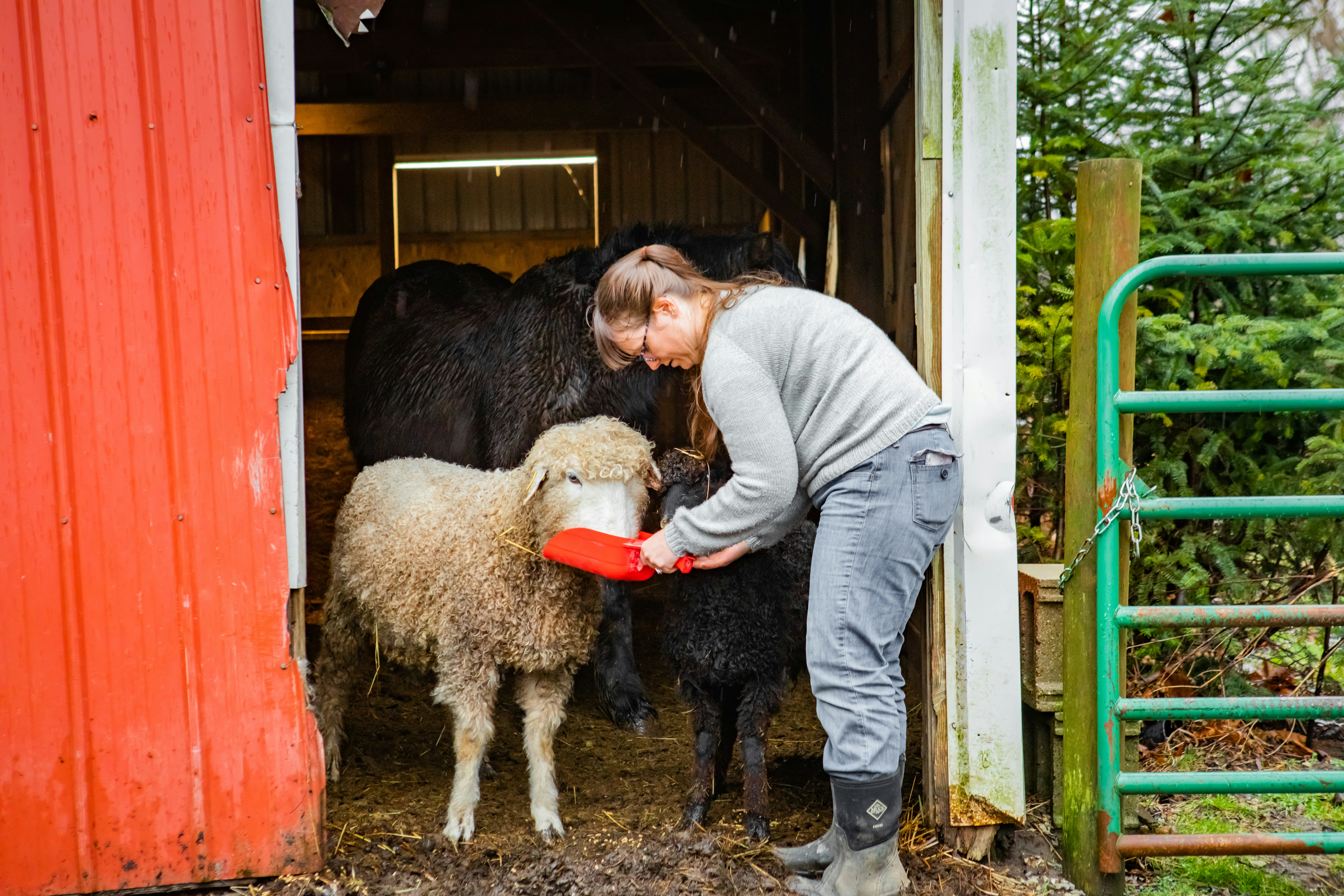 Columbus, Ohio farmer Rachel Najjar tends to a sheep named Gandalf, holding a red pan up to his mouth as they stand in the doorway of a bright red barn. Rachel wears worn jeans and a grey sweater and has long light brown hair pulled back in a high, loose ponytail. Behind her are more farm animals with black coats.