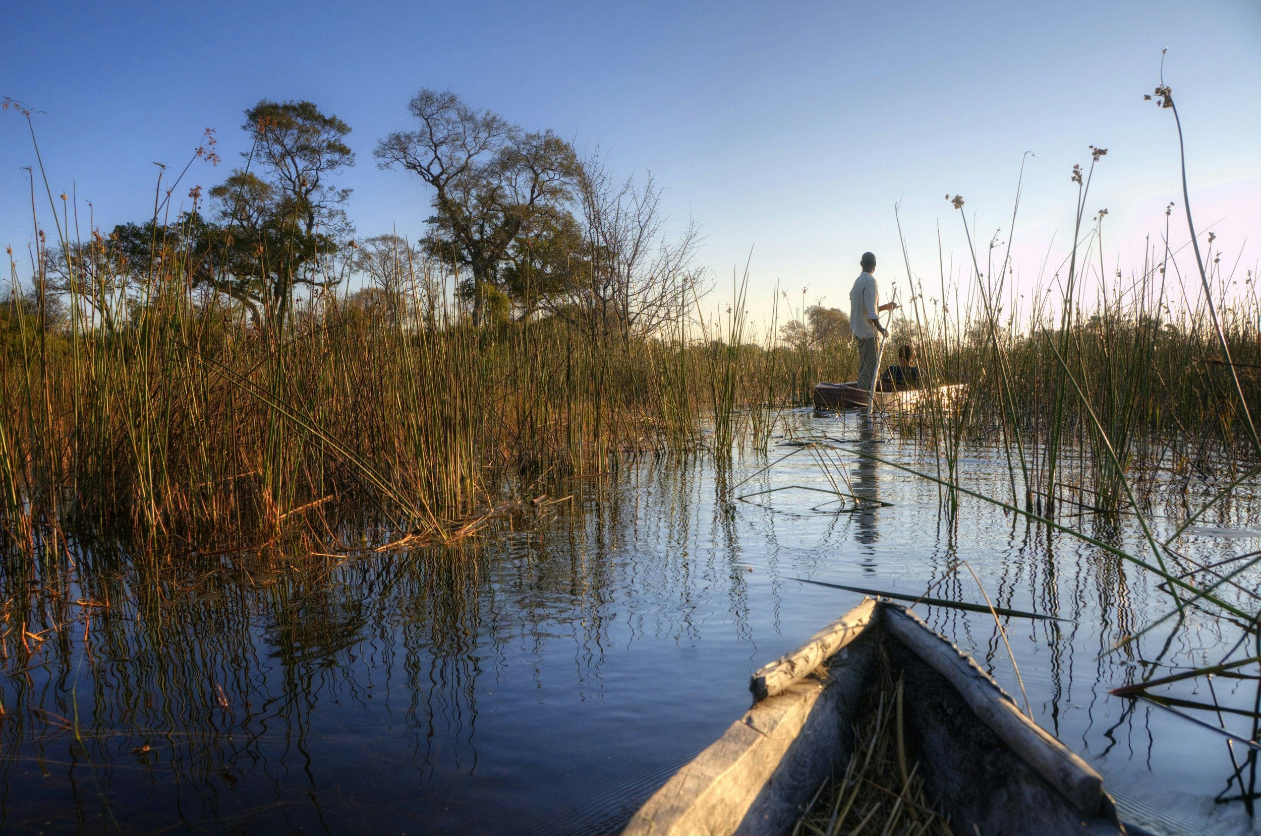 The front of a mokoro (dugout canoe) is visible going through long reeds in the waters of the Okavango Delta; ahead, deeper in the reeds and moving past a tree is another mokoro being poled by the guide.