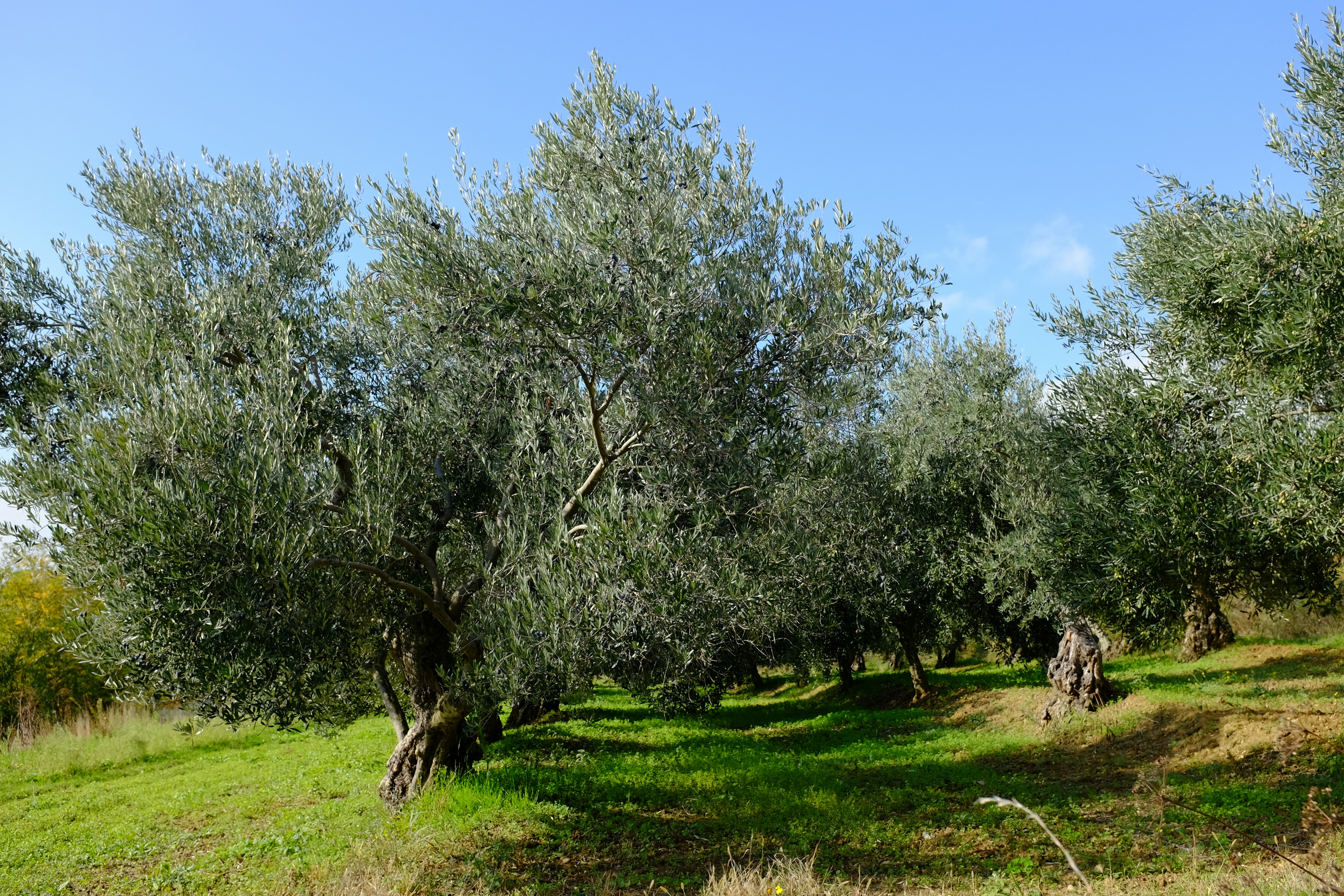 Old olive trees are a silvery green over thick, gnarled trunks in a field of bright green grass on the Istrian Peninsula in Croatia's Mirna river valley