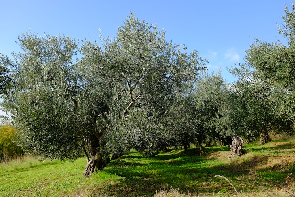 Cycle Italy, Slovenia and Croatia on the Parenzana Trail - Lonely Planet