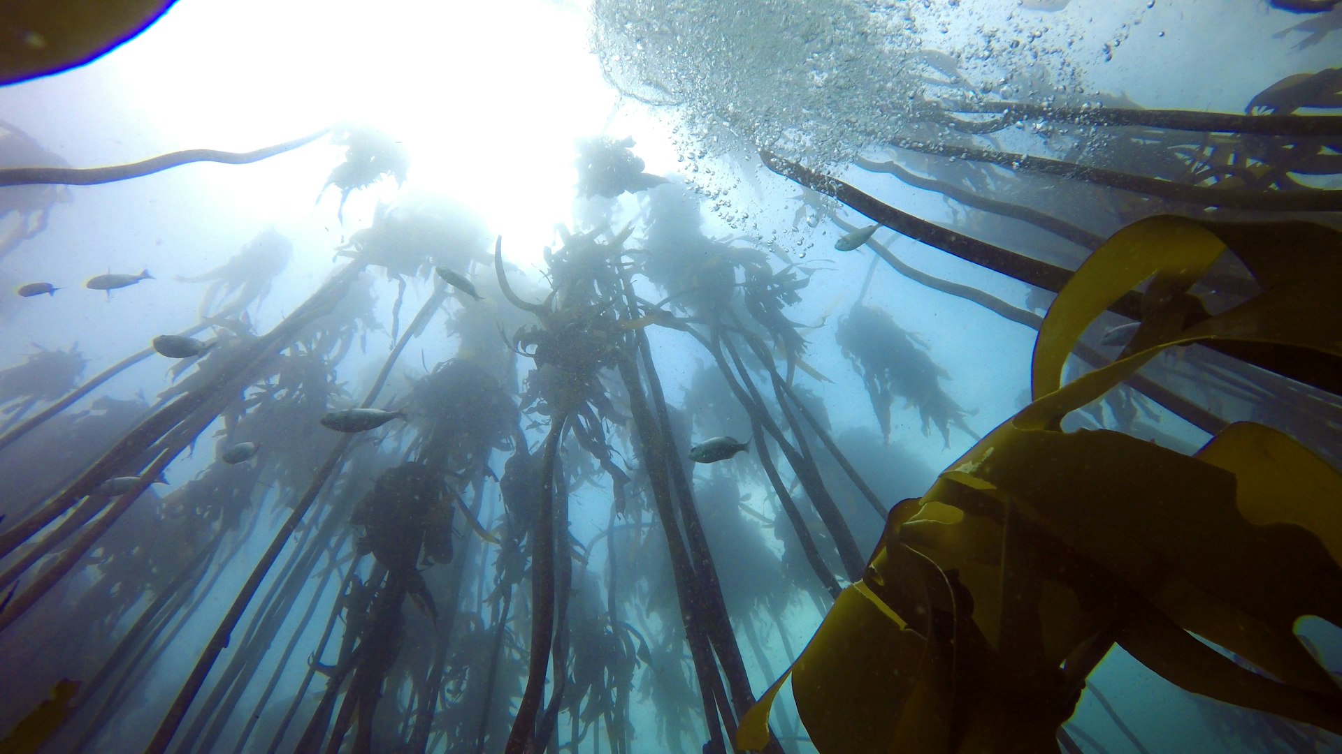The photo is taken from under water, peering up at the surface. In the foreground, tall stands of vivid green kelp reach towards the surface as a school of big, silvery fish pass overhead through the light blue water. Scuba diving in national parks