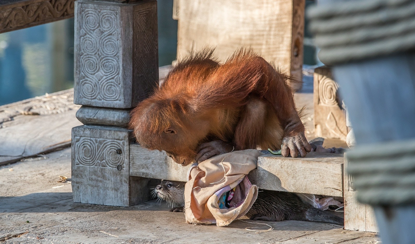 A four-year-old orangutan sits on a low wood structure and peers underneath where several otters are hiding.