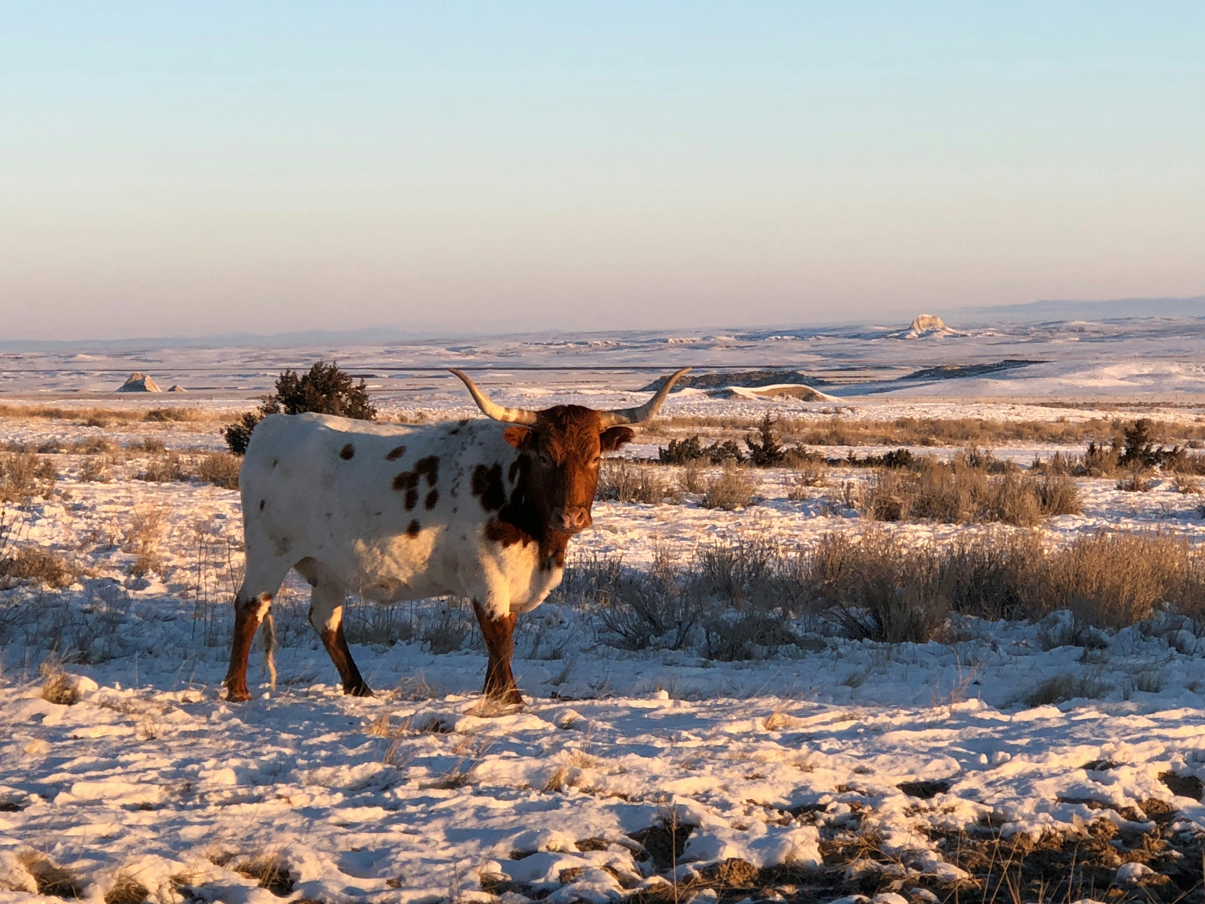 A white and brown bull with long horns stands in a snowy meadow in Nebraska at Our Heritage Guest Ranch