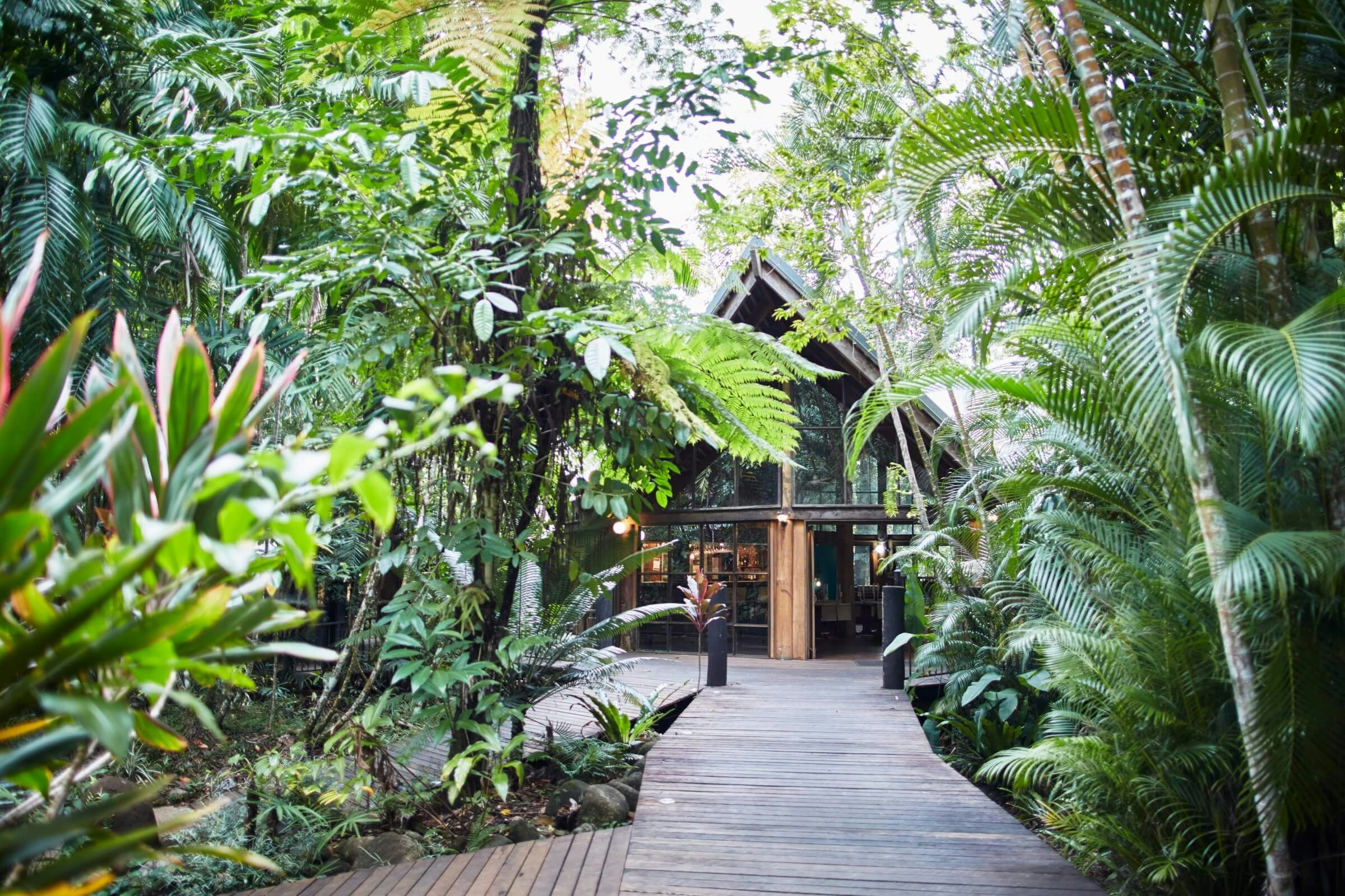 A wooden boardwalk is surrounded by leafy tropical plants. A wooden lodge is hidden in the background.