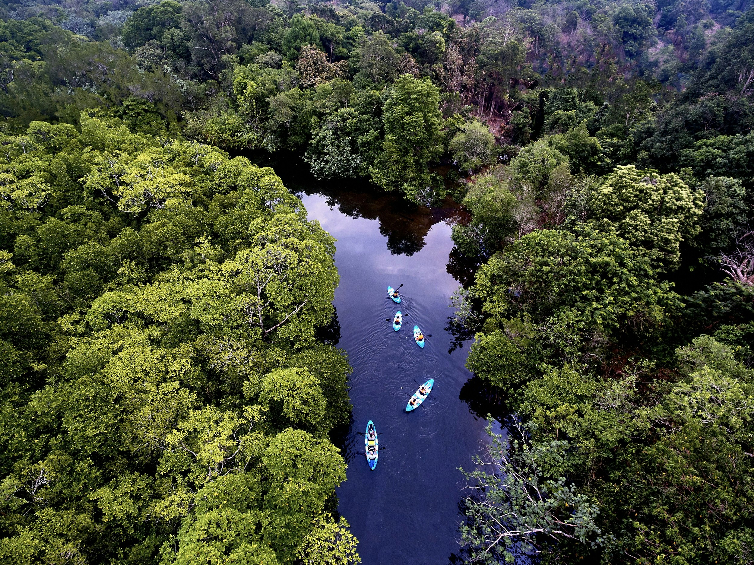 As viewed from high above (likely taken by a drone), this image looks down on five blue kayaks exploring a narrow stretch of waterway between lush forests.