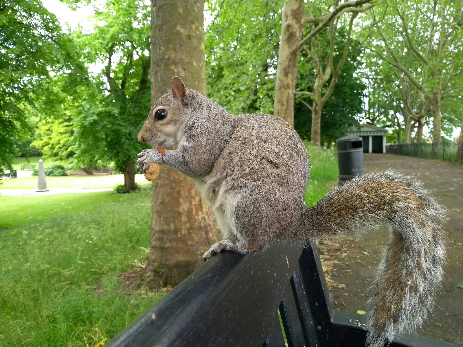 A close up of a squirrel nibbling a nut while holding it in their paws. They are on a black park bench and trees and grass are visible in the background.