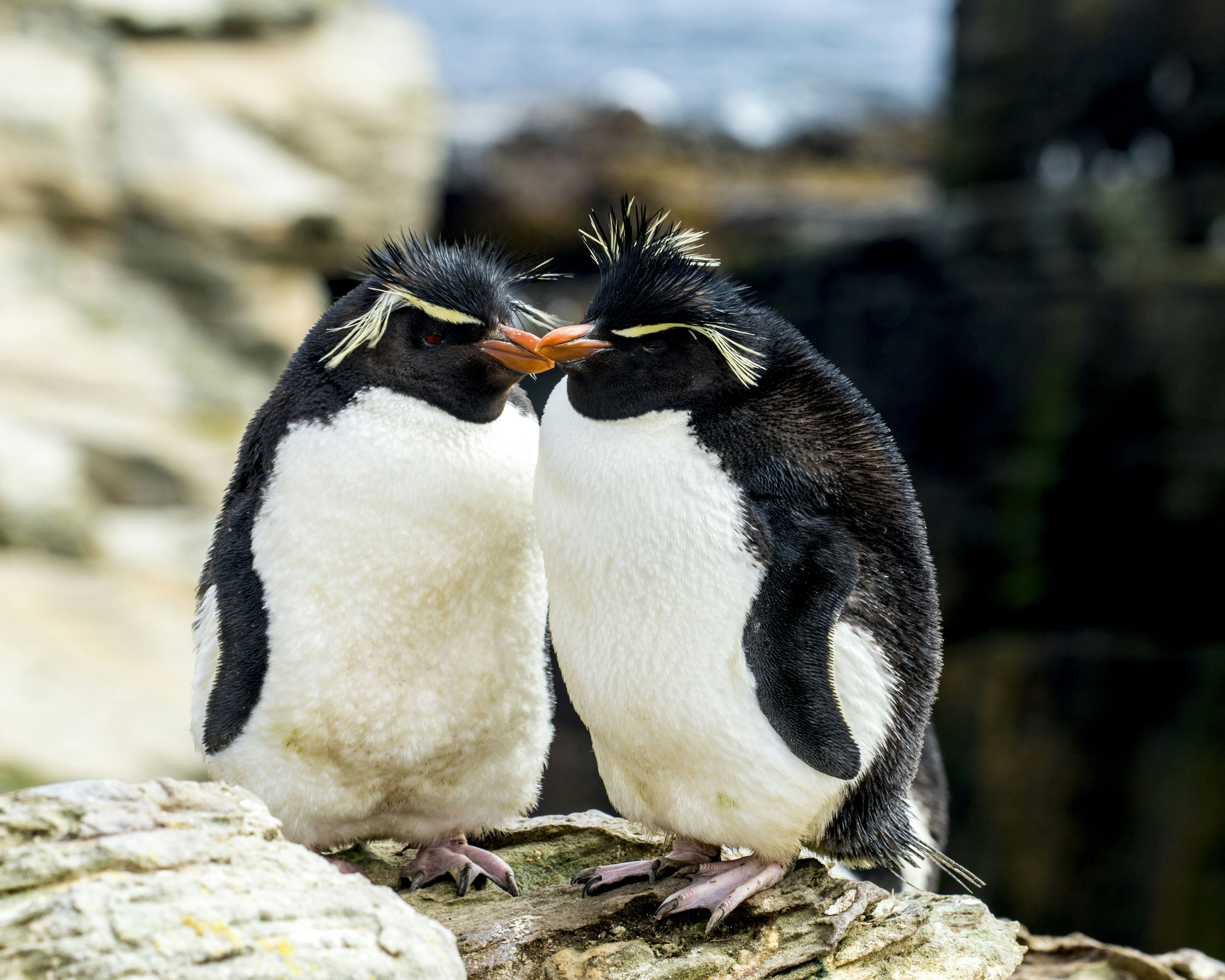 Two macaroni penguins with yellow hair huddle together