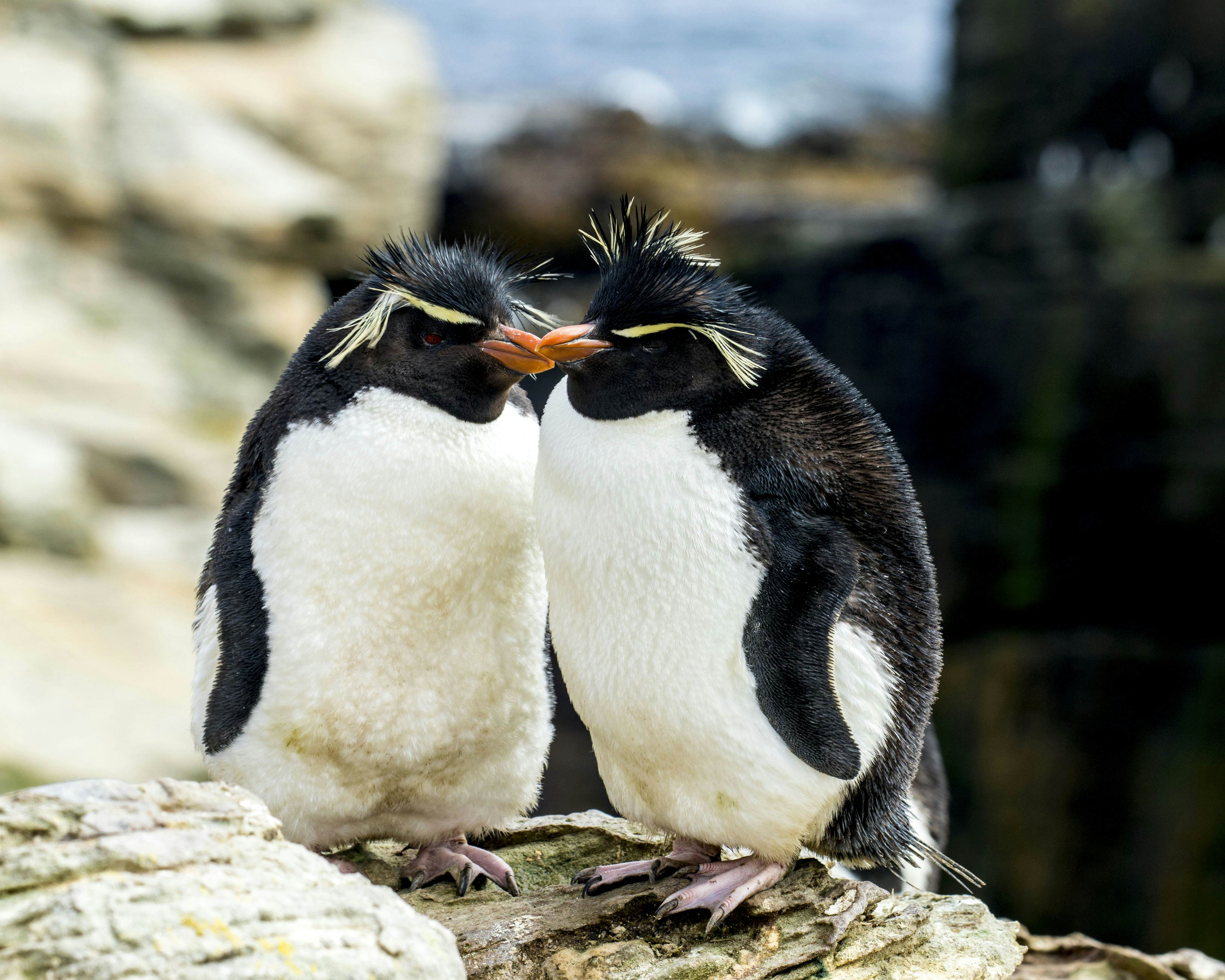 Quarantine With Penguins Life Stuck Onboard An Antarctica Cruise Ship Lonely Planet