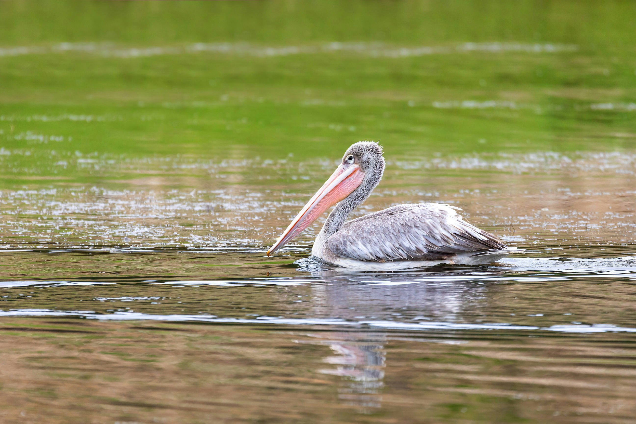 A large grey-feathered pelican, with large pink beak, swims along the water; the water in foreground is almost black, while the section behind the bird is green due to reflections.