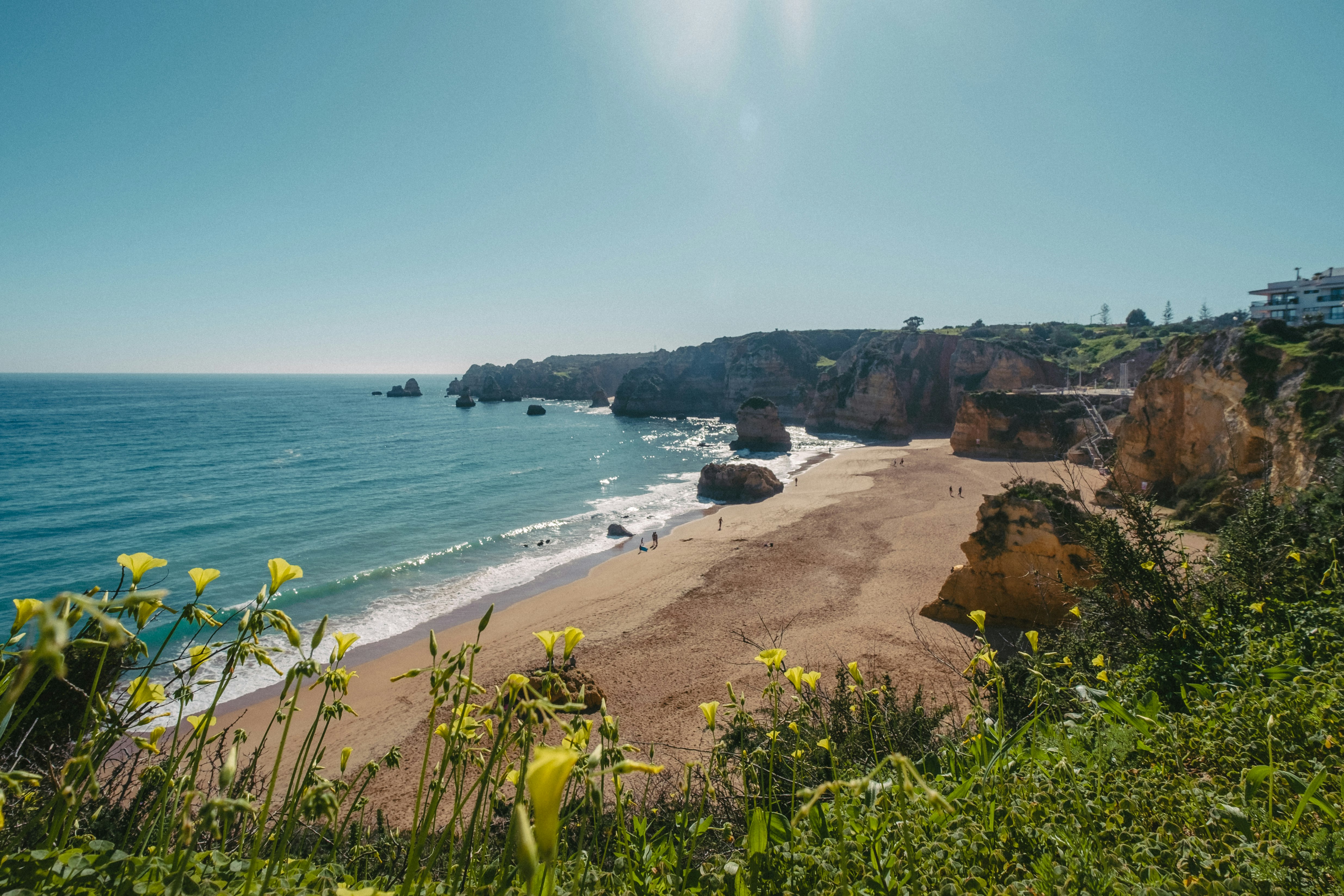 An elevated shot of Praia da Dona Ana; in the foreground are yellow wildflowers, while down below a few people stroll on the wide sandy beach which has a backdrop of curving cliffs.