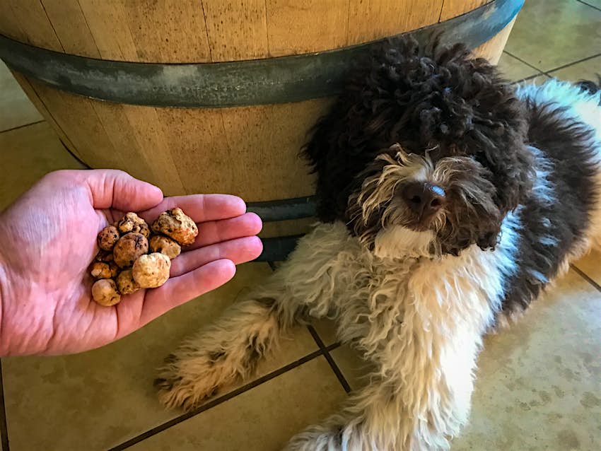 A hand held outstretched with truffles, with a shaggy dog in the background