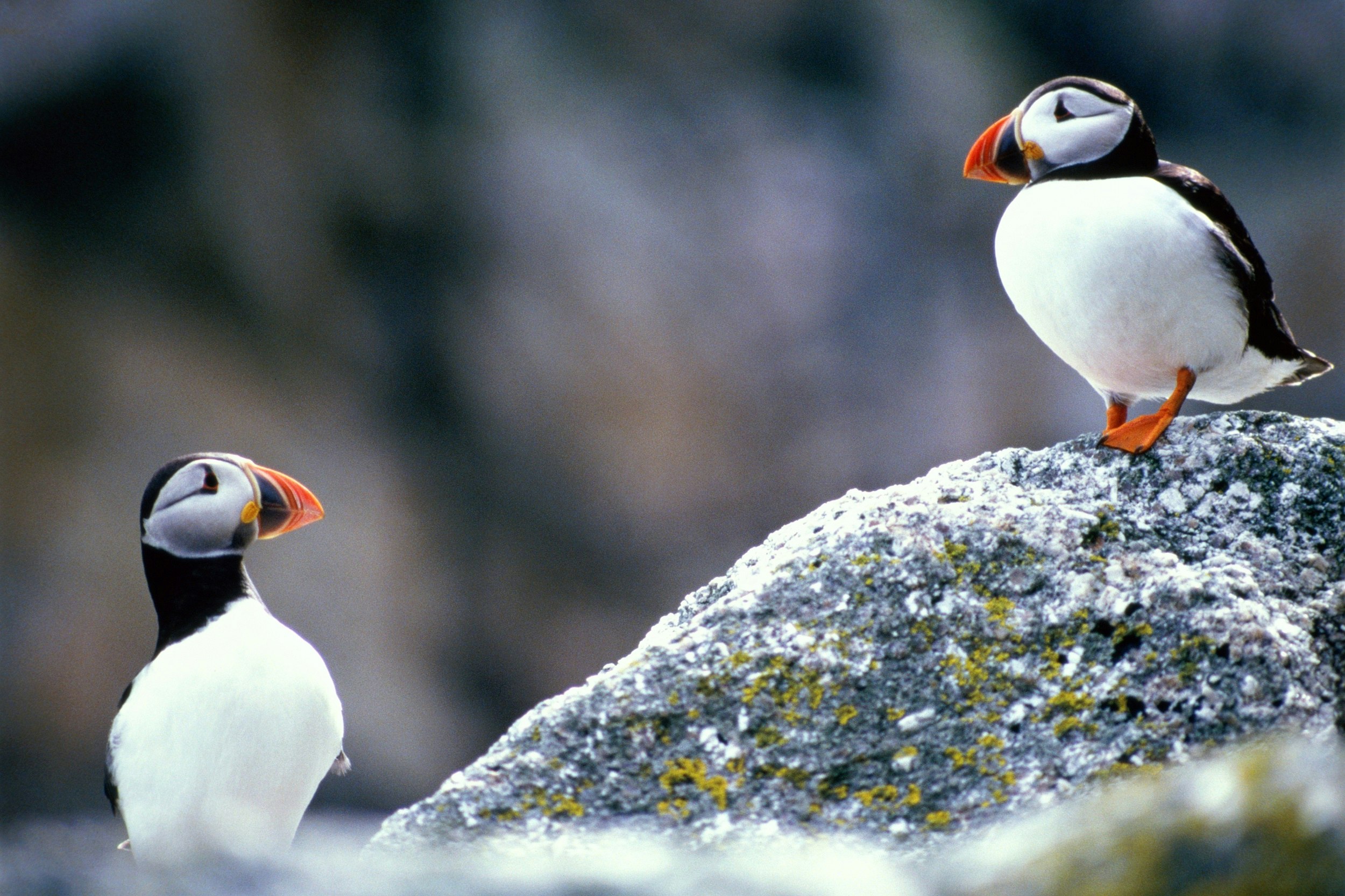 Two puffins, with black backs, white chests and orange-and-yellow beaks, face each other on a rock