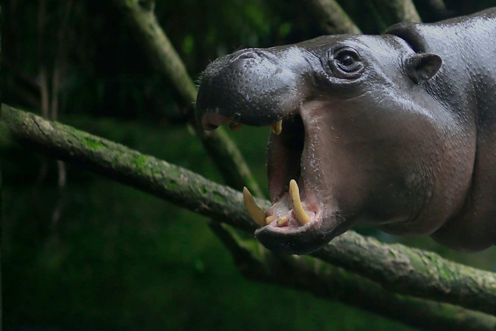 A pygmy hippo's head, with open jaws and large teeth, sticks into the frame of this image from the right side; in the background are fallen trees in a swampy environment