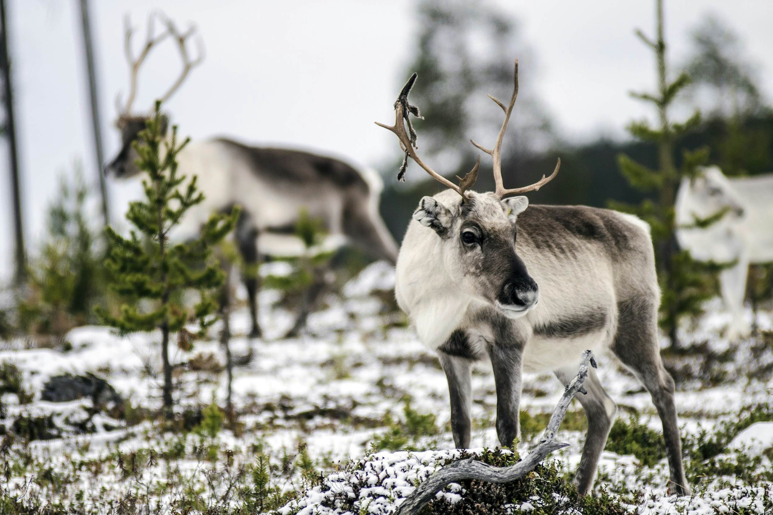 Reindeer Bears And Elusive Seals Finland S Finest Wildlife