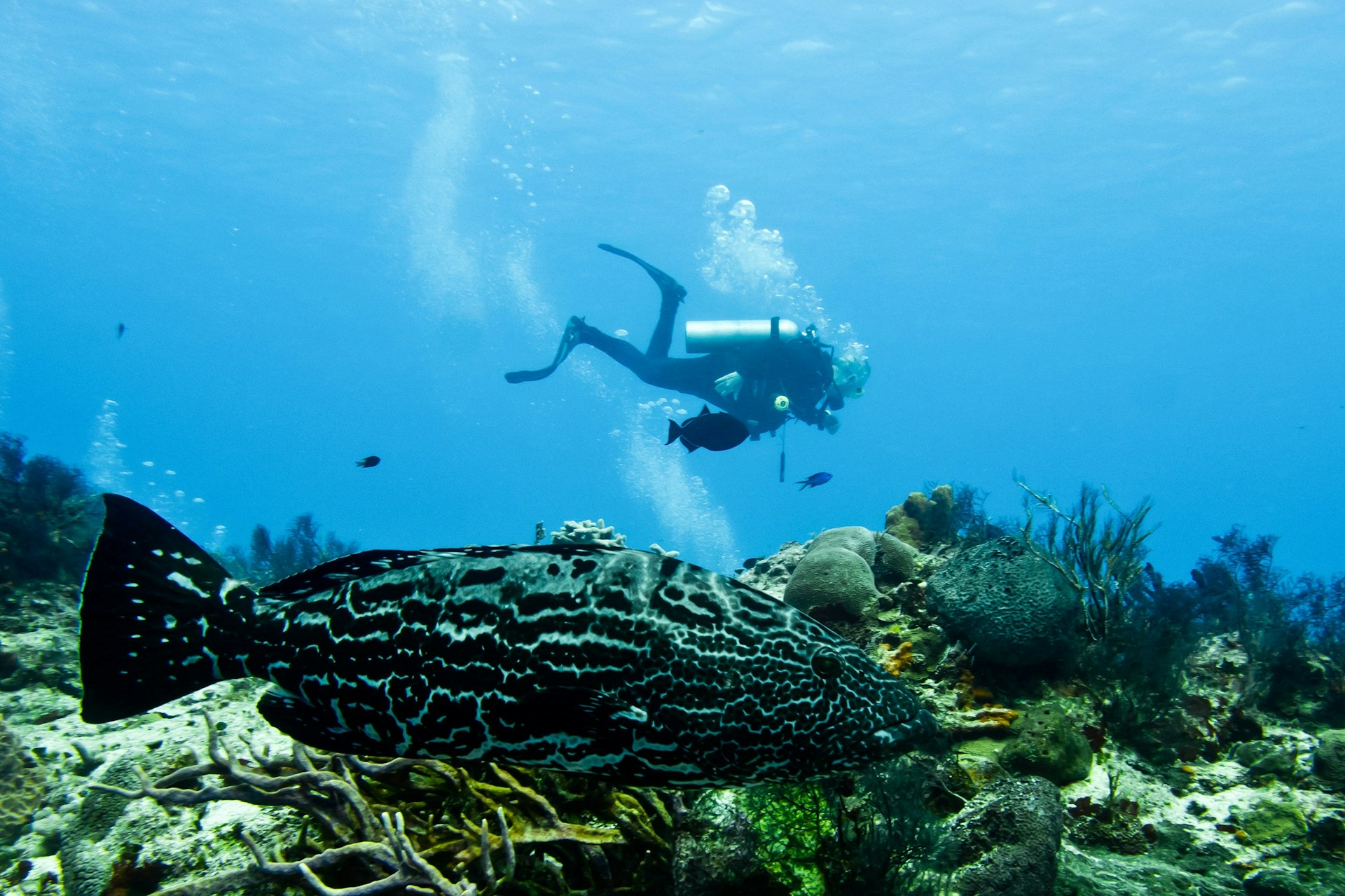A large grouper fish swims low against the reef; a diver swims along horizontally in the background keeping their distance from the reef and fish
