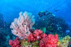 responsible-diver-over-coral-reef.jpg