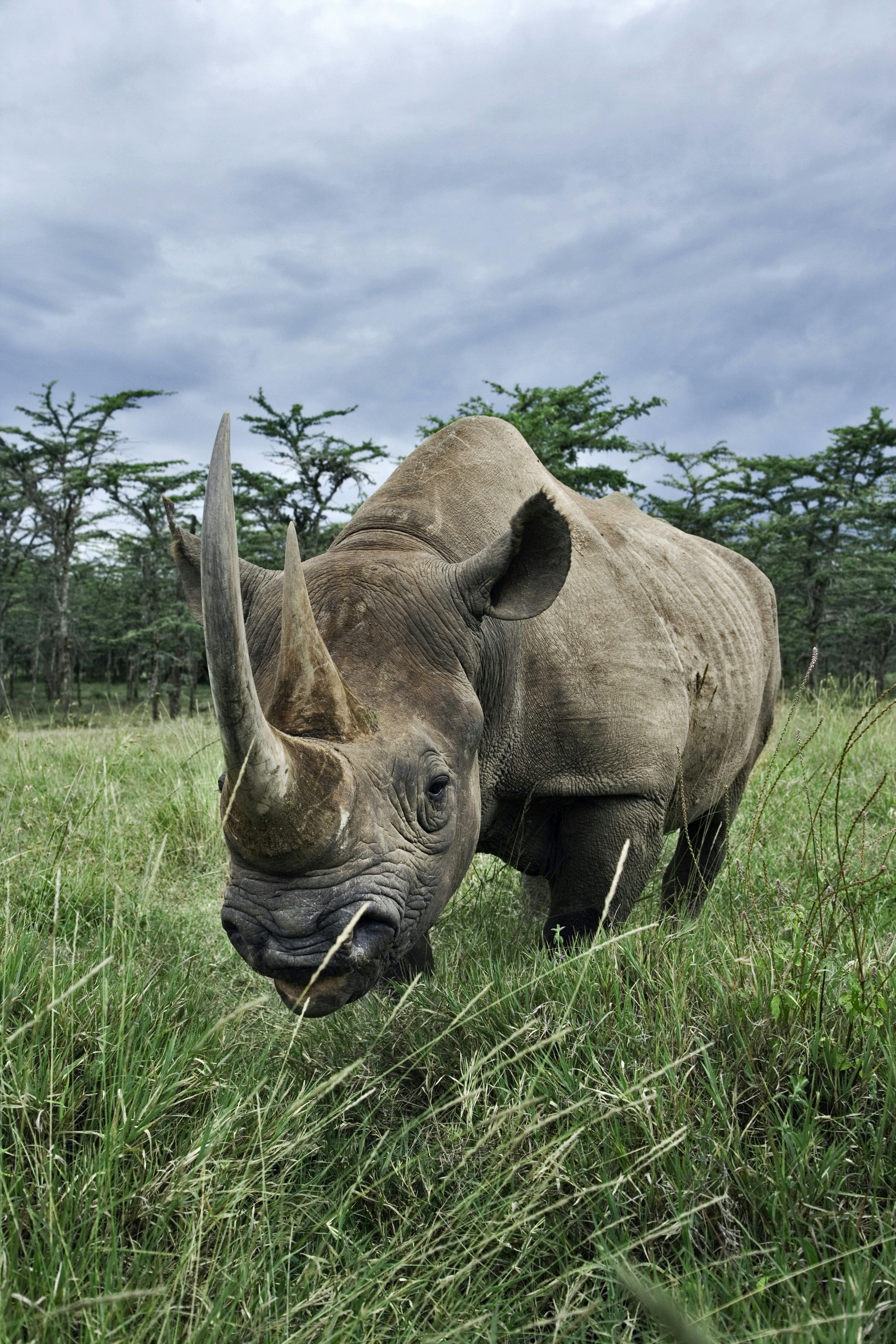 A frontal shot of a large black rhino standing in long, green grass; its two horns tower above its nose.
