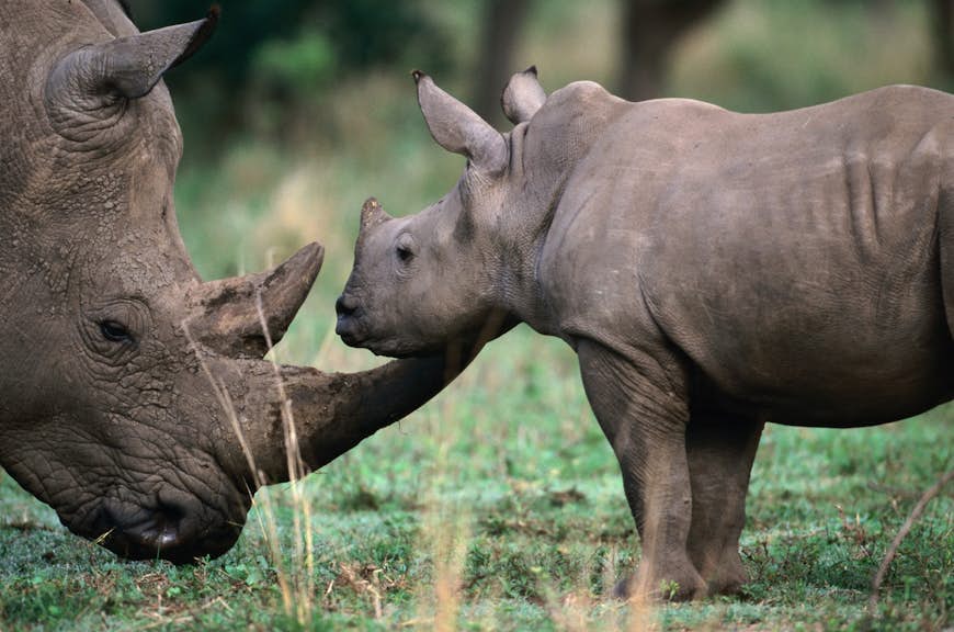 A baby white rhino with tiny horn stands in front of its mother, whose massively long main horn dwarfs the baby.