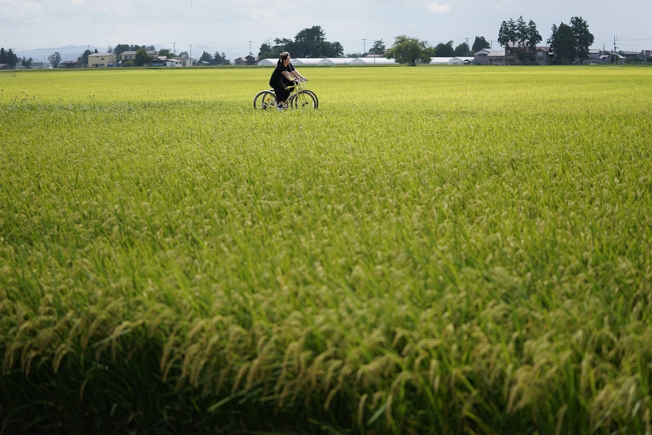 A person cycles along a pathway between lush rice fields