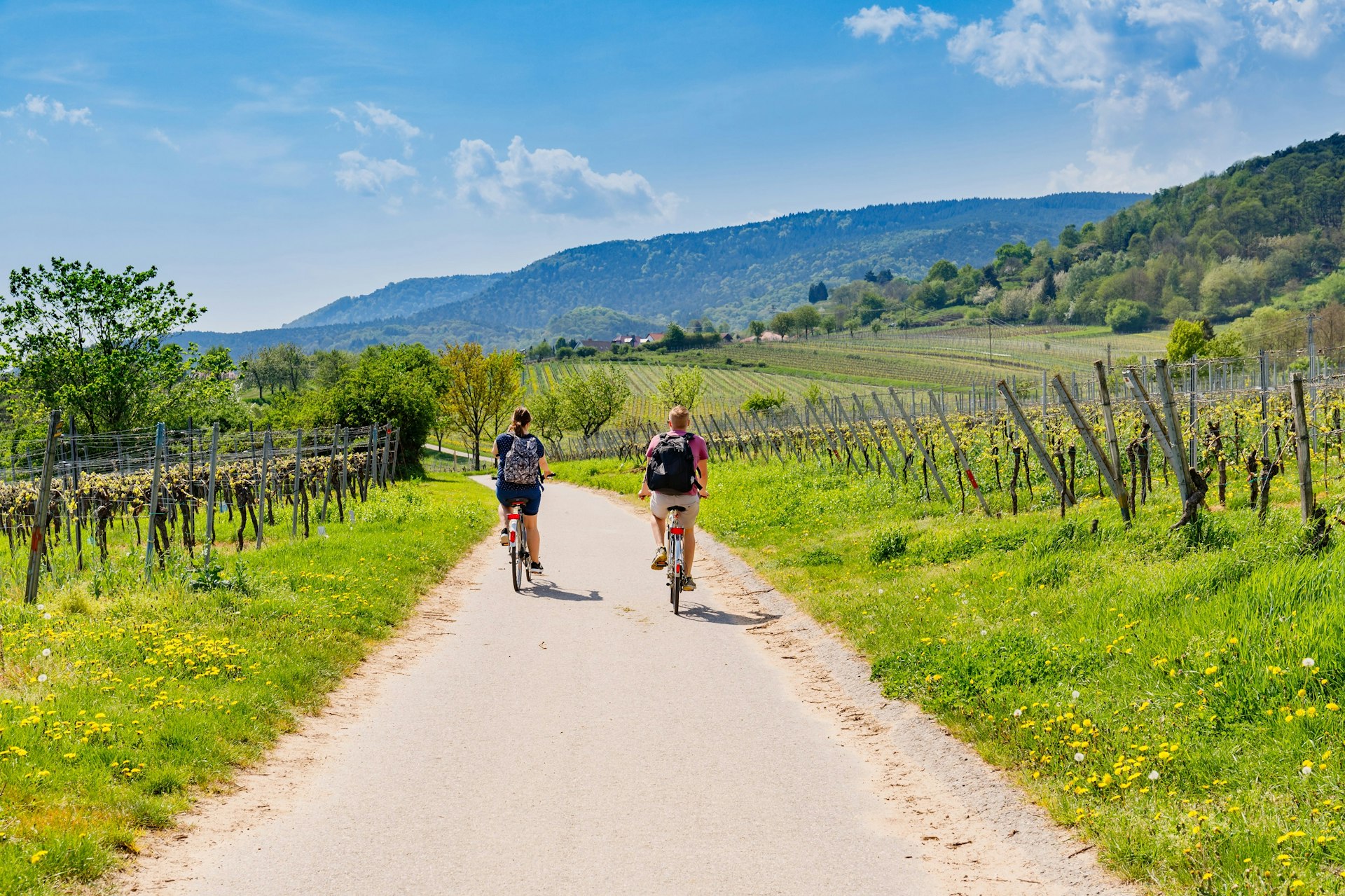 Two cyclists ride through vineyards in Rhineland-Palatinate; they cycle away from the camera and straight down a narrow road between rows of vines.