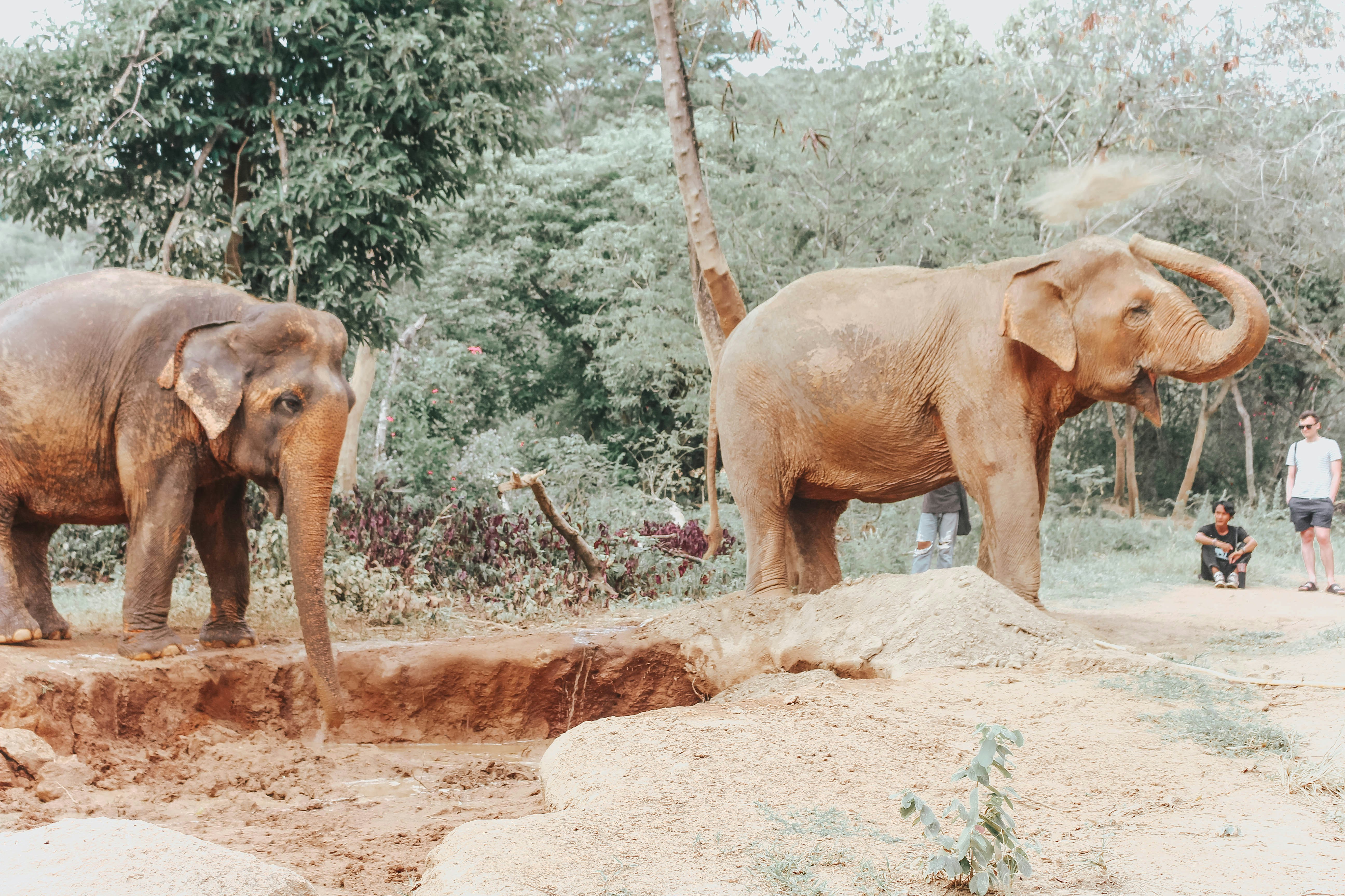 Two elephants are giving themselves a dust bath at Samui Elephant Sanctuary amid dense, lush forest.