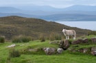 scotland-sheep.jpg