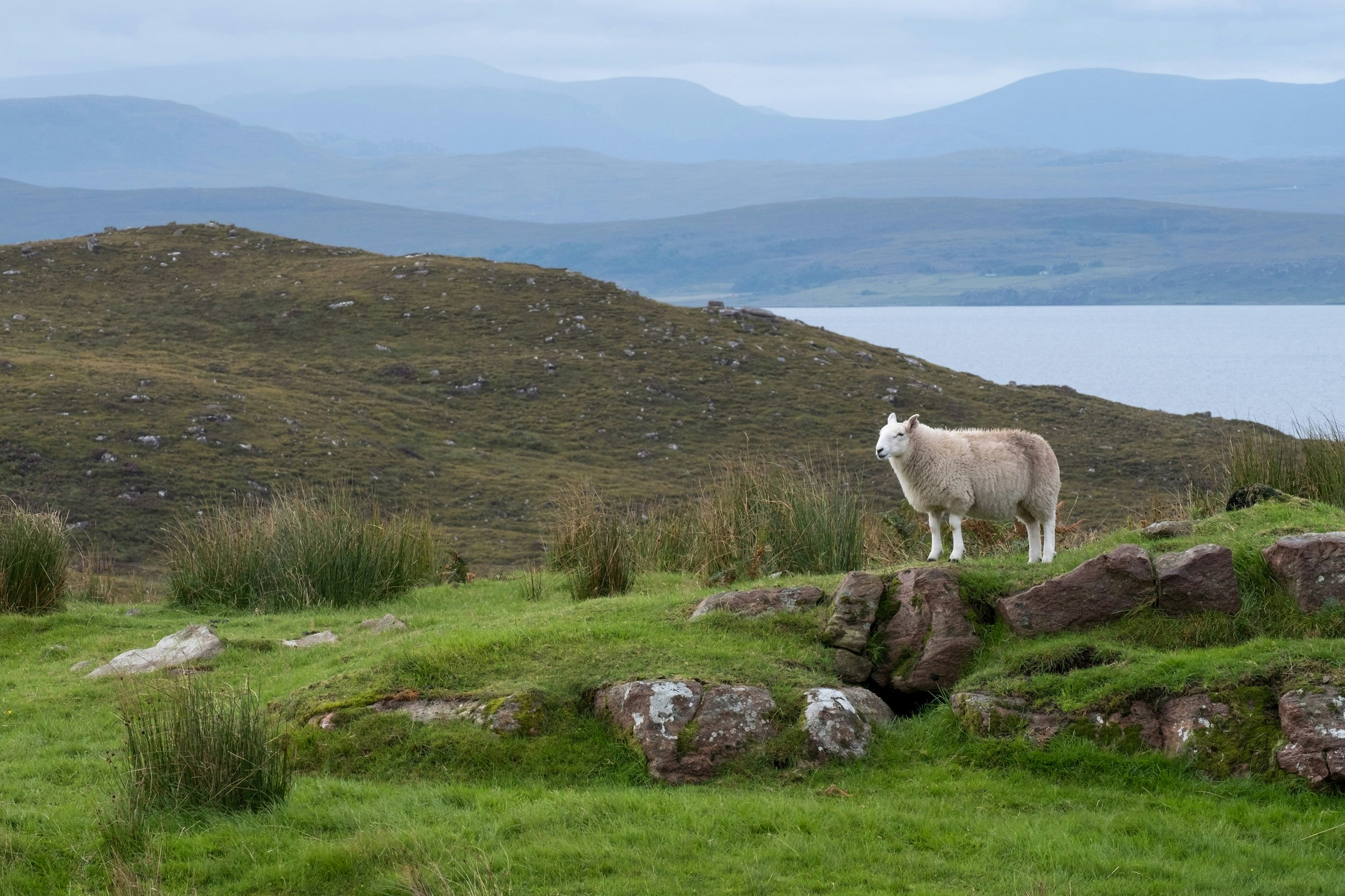 A lone sheep stands on a hillside in the Scottish Highlands, with a lake in the background