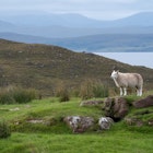 scotland-sheep.jpg
