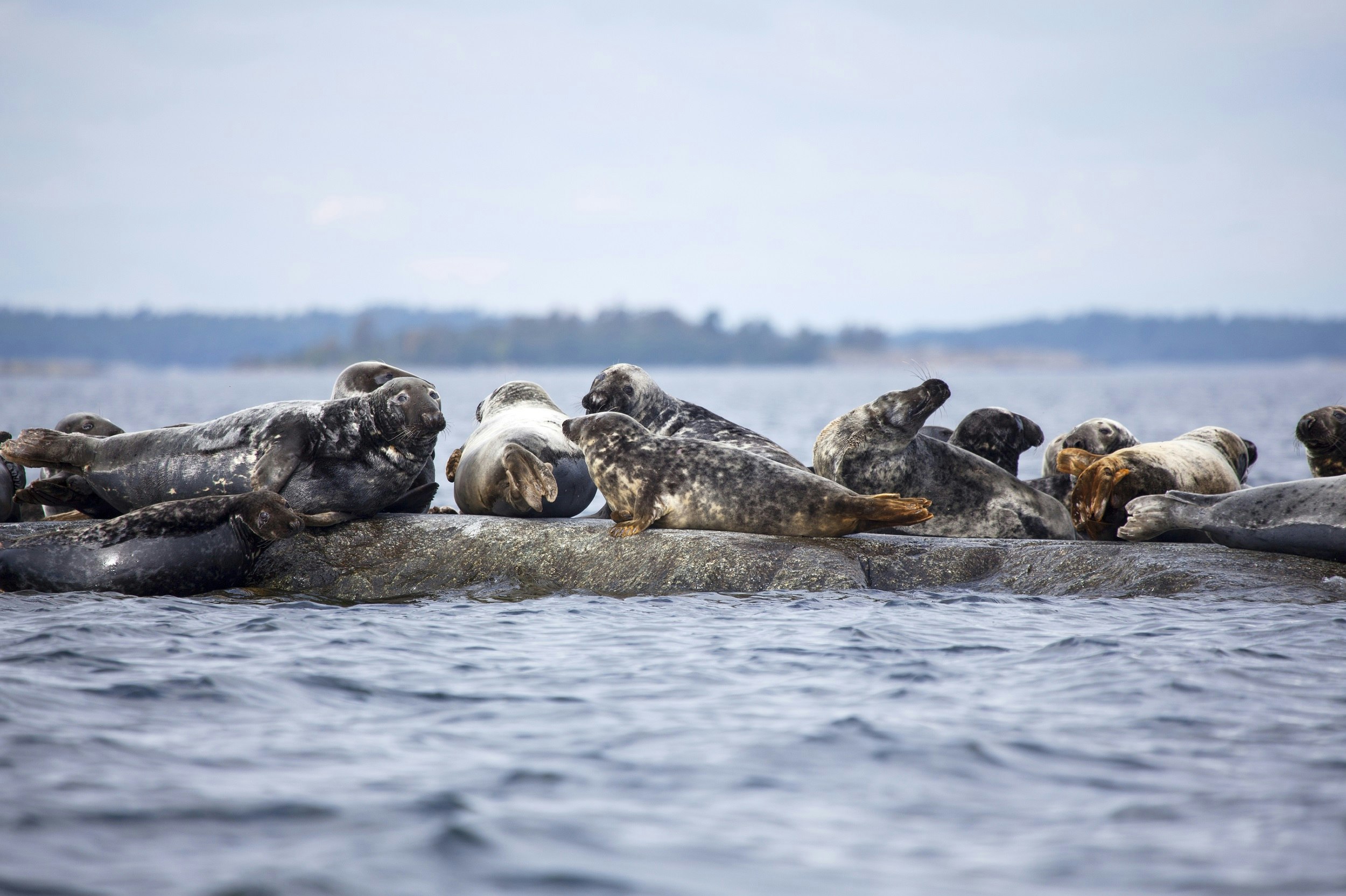 A dozen or so seals laze on a smallish rock outscrop that sits above the waterline; in the distance are some forested islands.