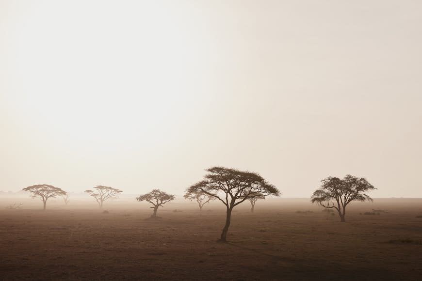 The hazy morning plains of the Serengeti; acacia trees stand almost silhouetted on the grassy plains.