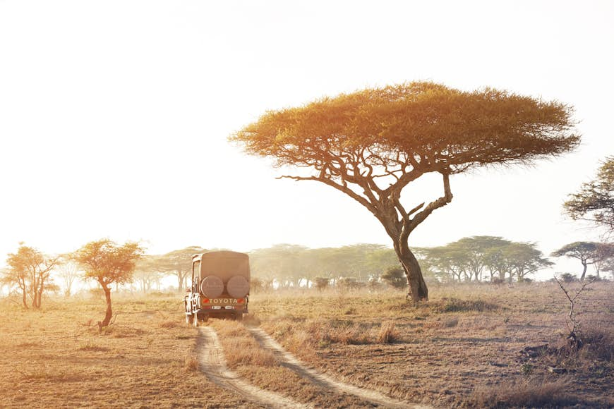 A Toyota Land Cruiser with canvas roof and open sides drives along two tyre tracks in short savannah grasses; there is a large acacia tree to the truck's right, along with a distant herd of Thomson’s gazelles.