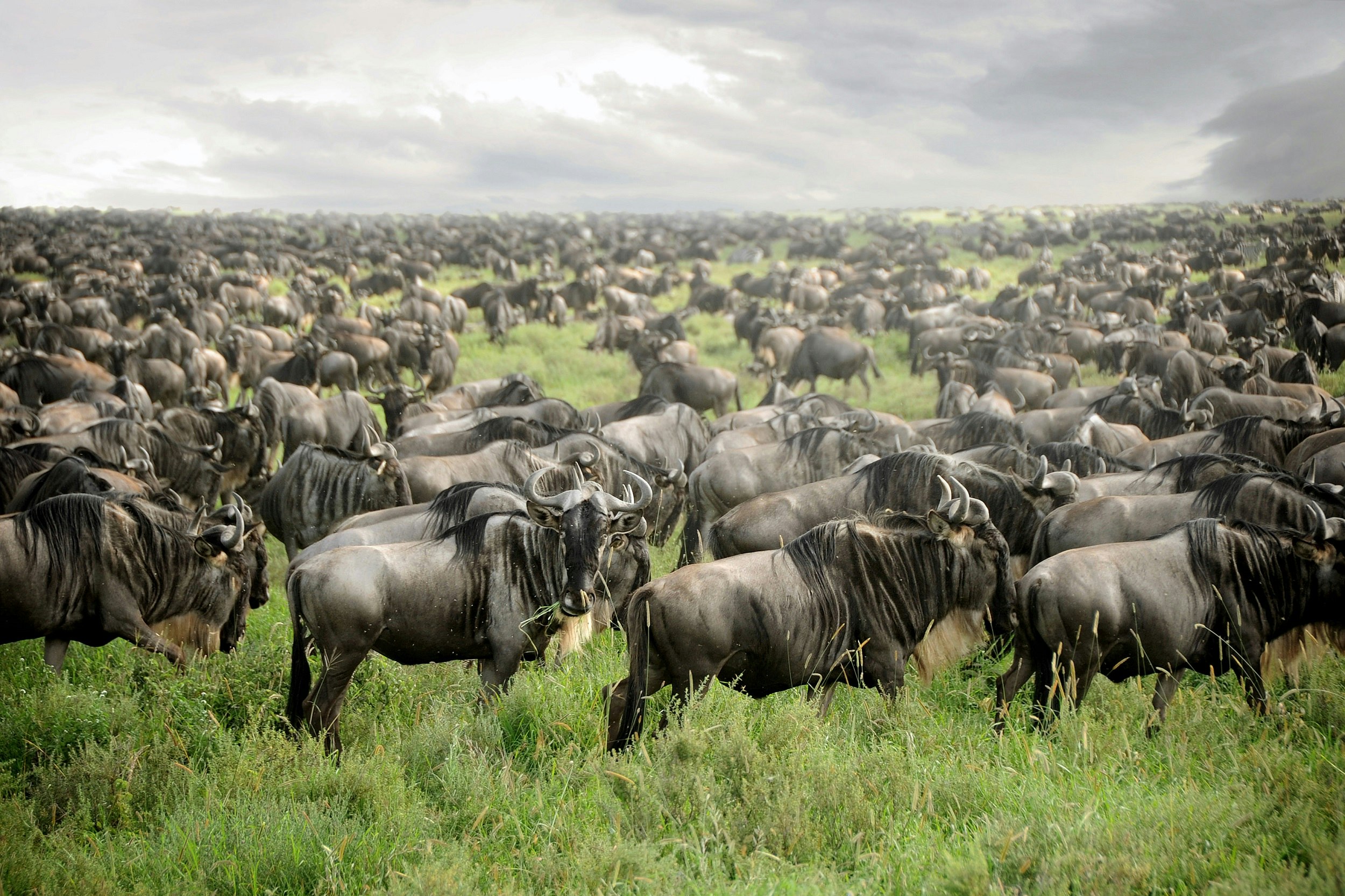 Tens of thousands of wildebeest stand in the long green grasses of the Serengeti; they are so tightly packed that the grass is hard to see.